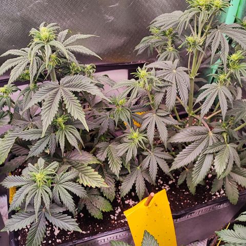 Black Orchid Auto growlog timeline photo
