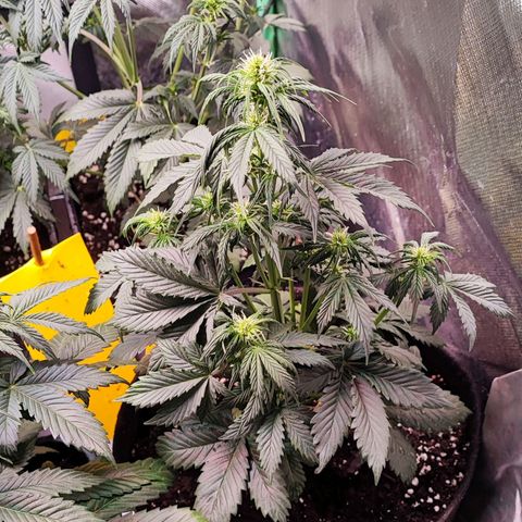 Black Orchid Auto growlog timeline photo
