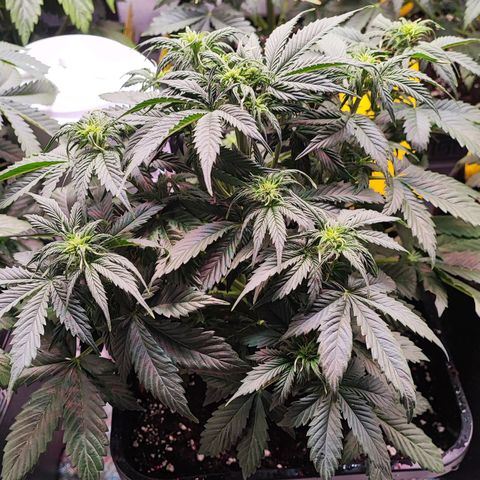 Black Orchid Auto growlog timeline photo