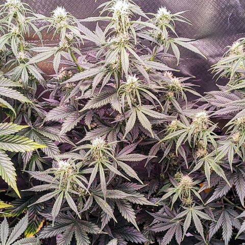 Black Orchid Auto growlog timeline photo
