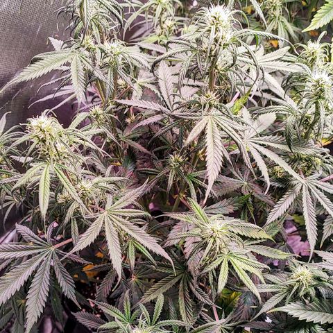 Black Orchid Auto growlog timeline photo