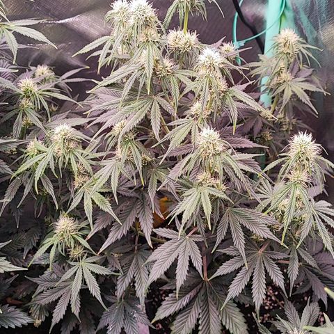 Black Orchid Auto growlog timeline photo