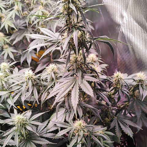 Black Orchid Auto growlog timeline photo
