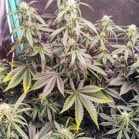 Black Orchid Auto growlog timeline photo