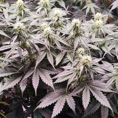 Black Orchid Auto growlog timeline photo
