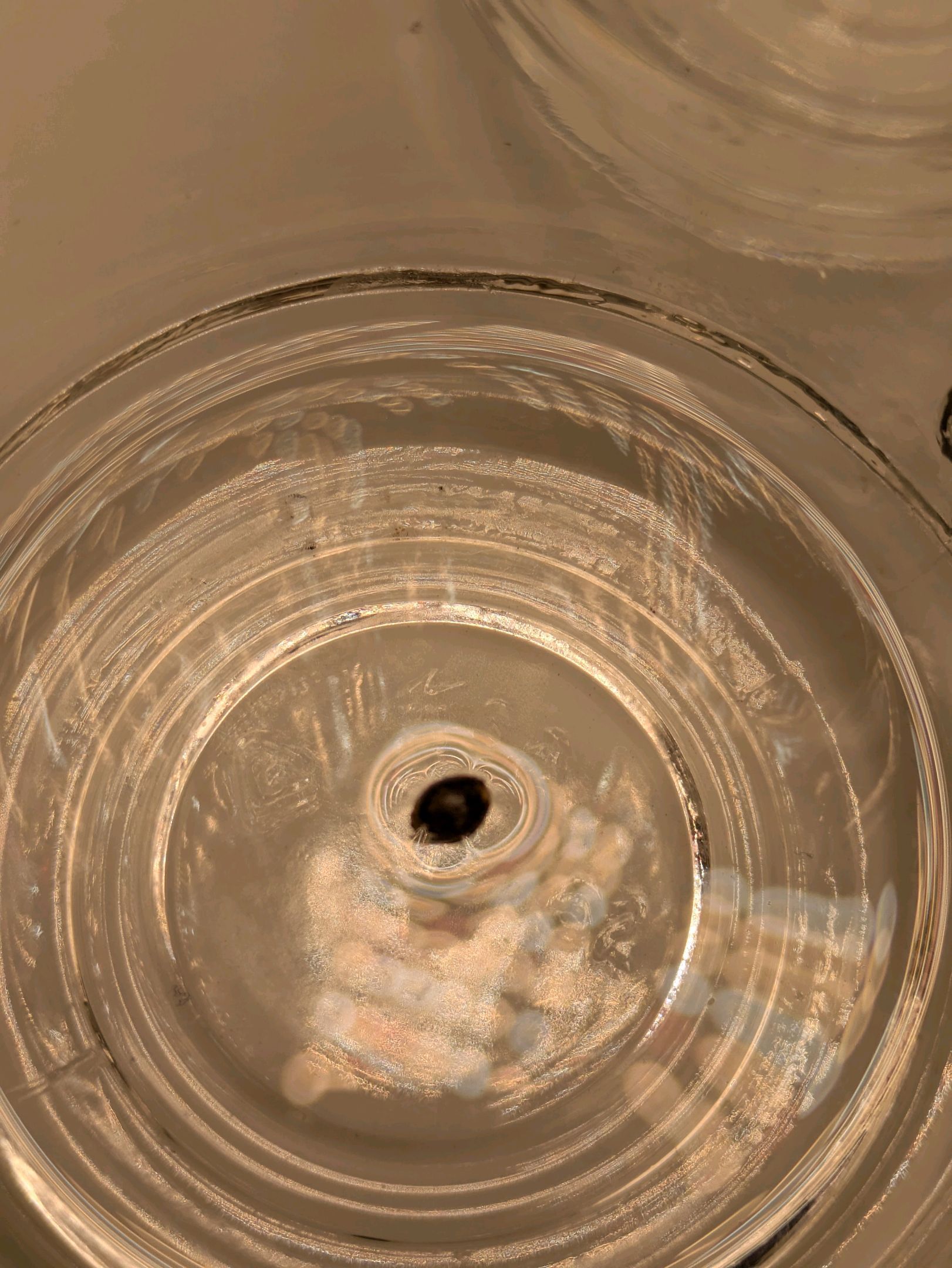 Sticky Orange XXL Automatic growlog photo 1