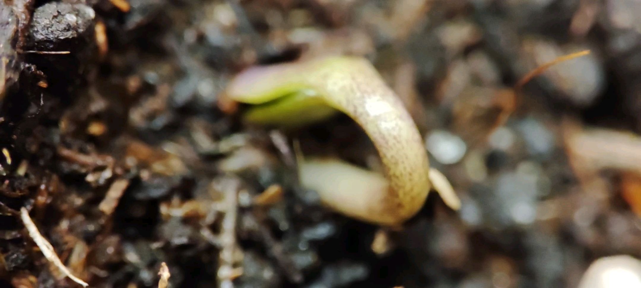 Sticky Orange XXL Automatic growlog photo 3