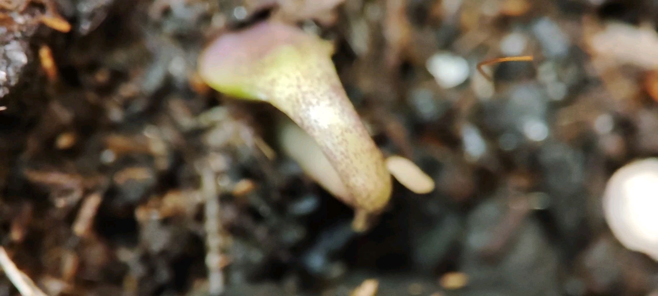 Sticky Orange XXL Automatic growlog photo 2