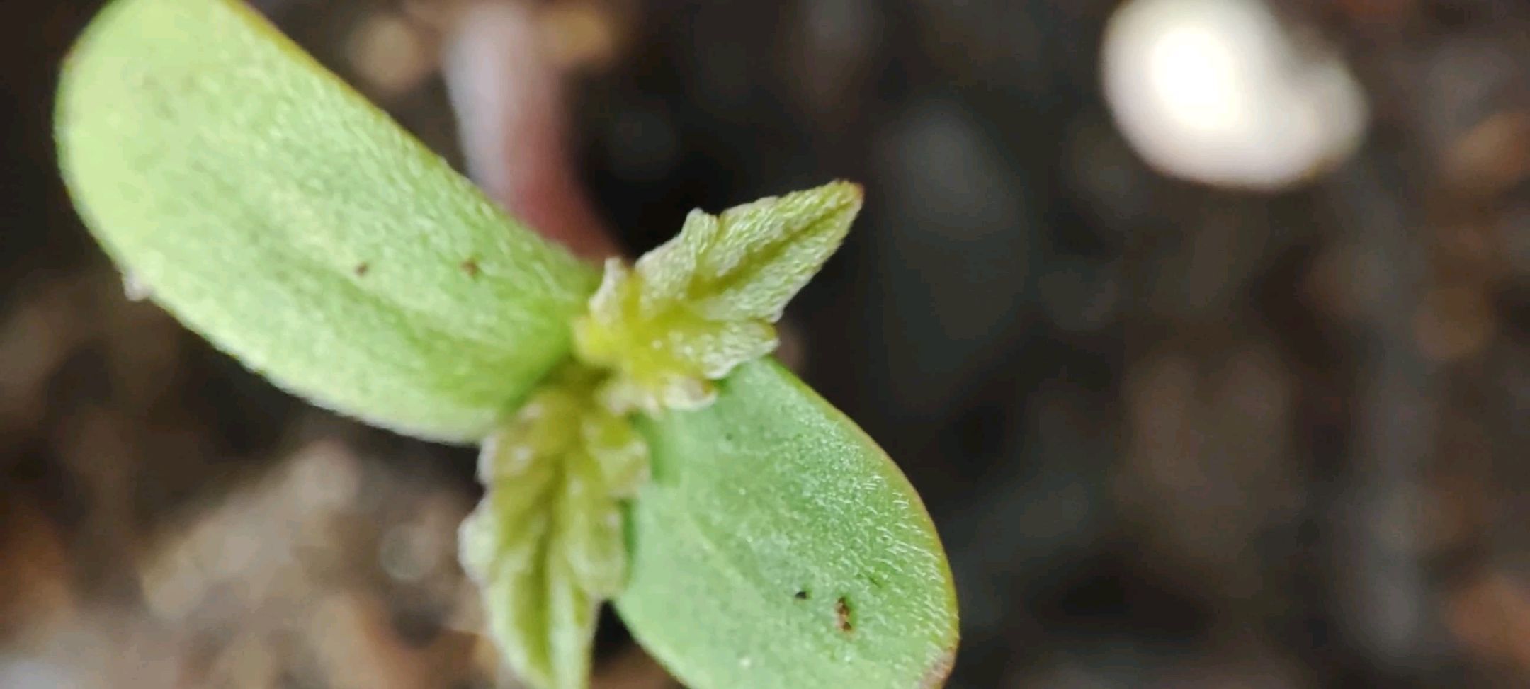 Sticky Orange XXL Automatic growlog photo 4