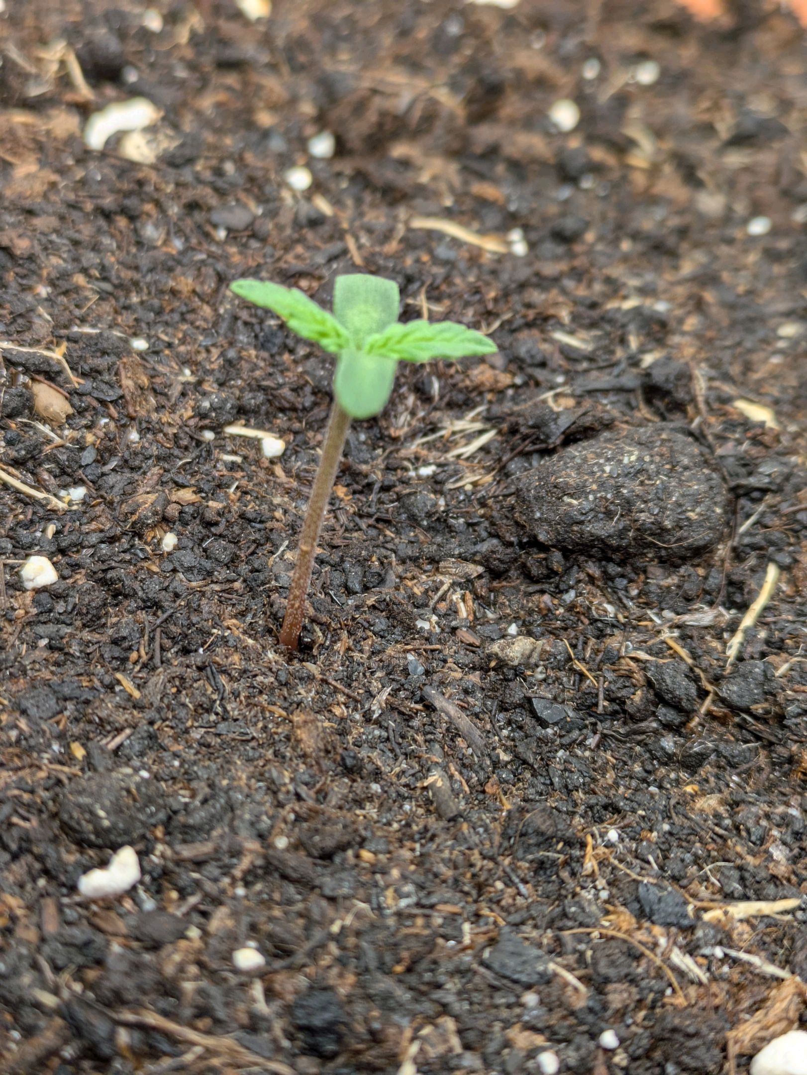 Sticky Orange XXL Automatic growlog photo 6