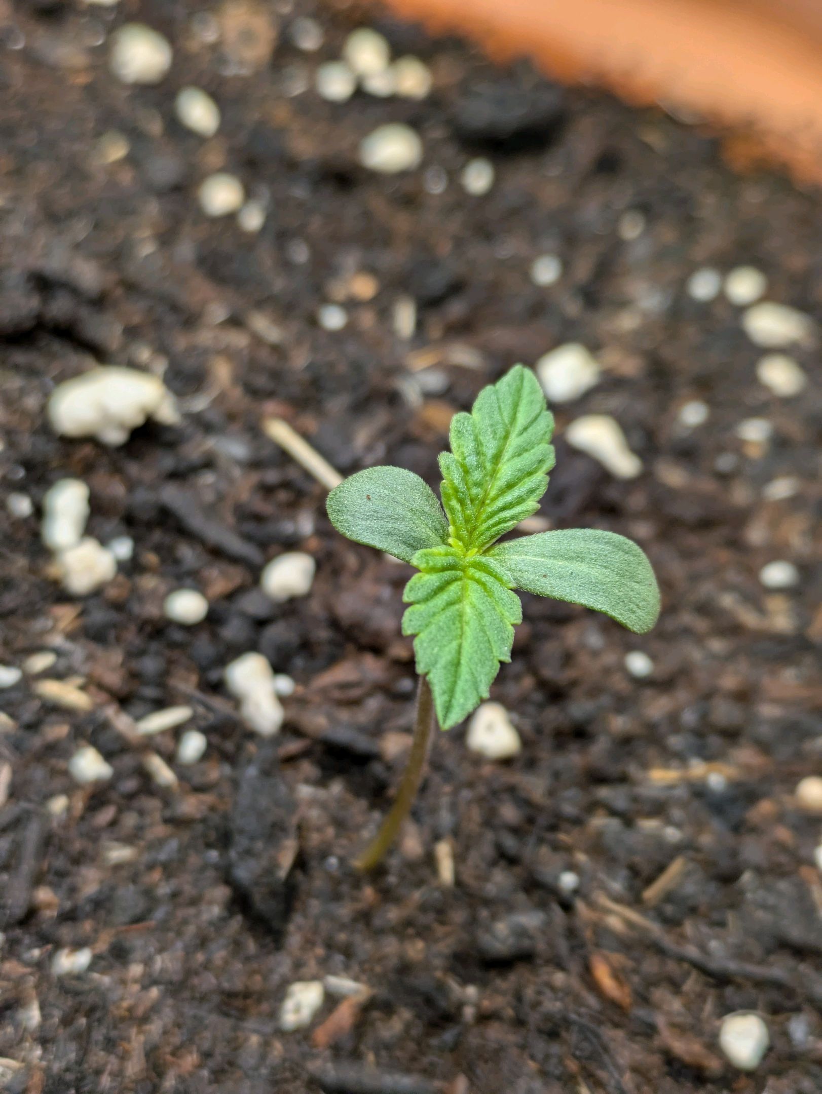 Sticky Orange XXL Automatic growlog photo 5