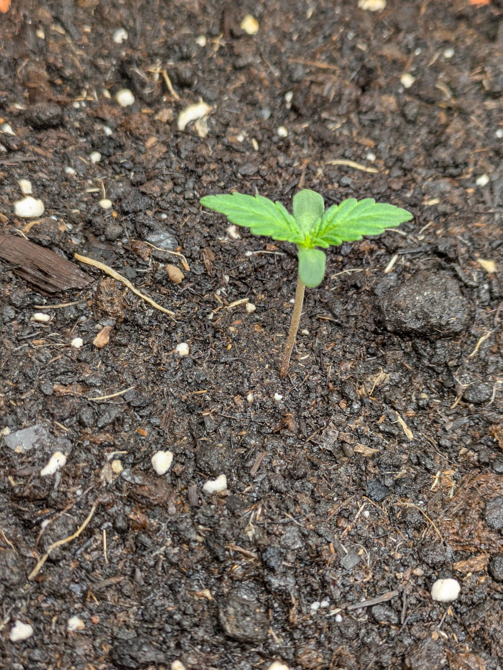 Sticky Orange XXL Automatic growlog photo 8