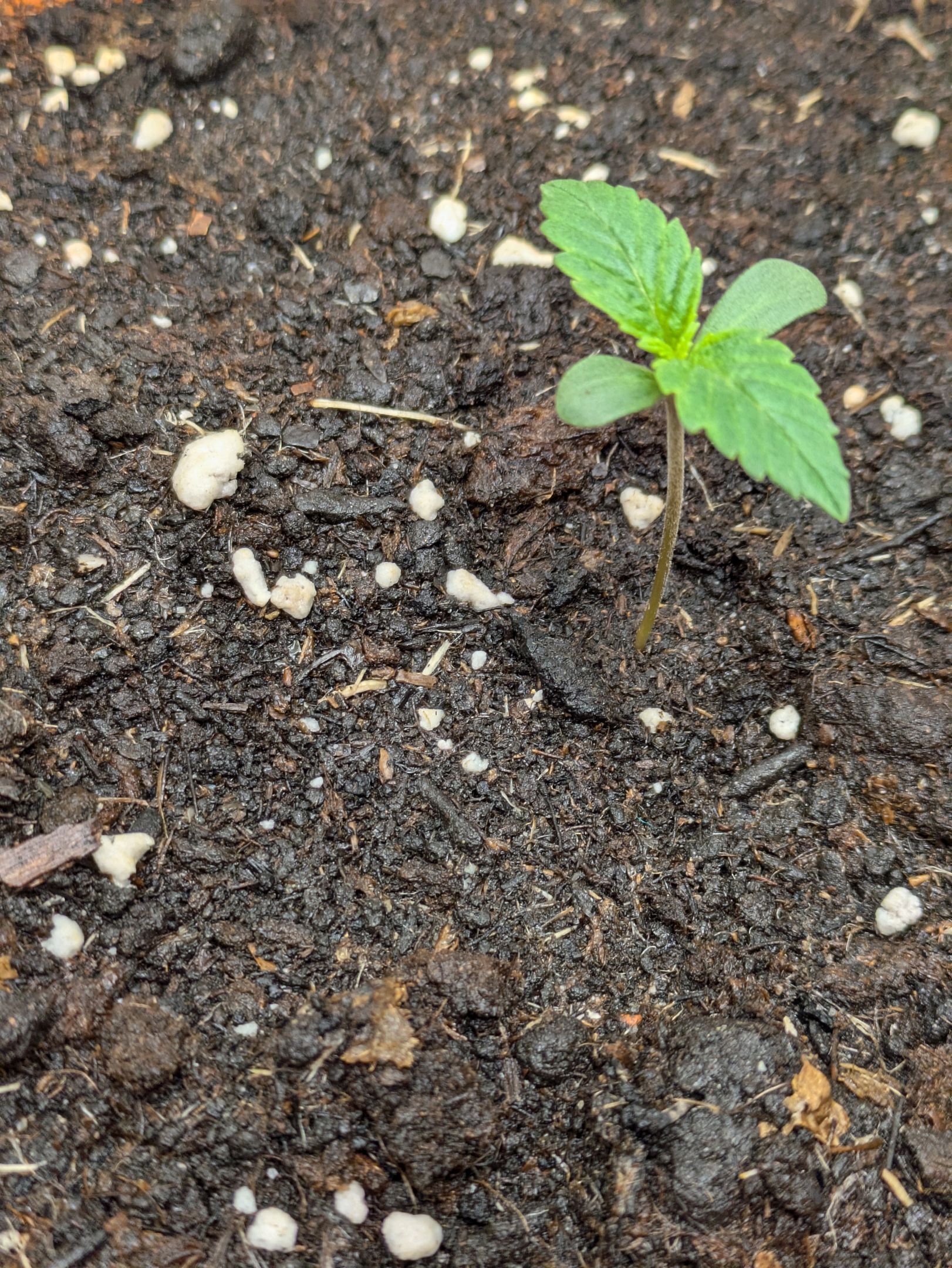 Sticky Orange XXL Automatic growlog photo 7