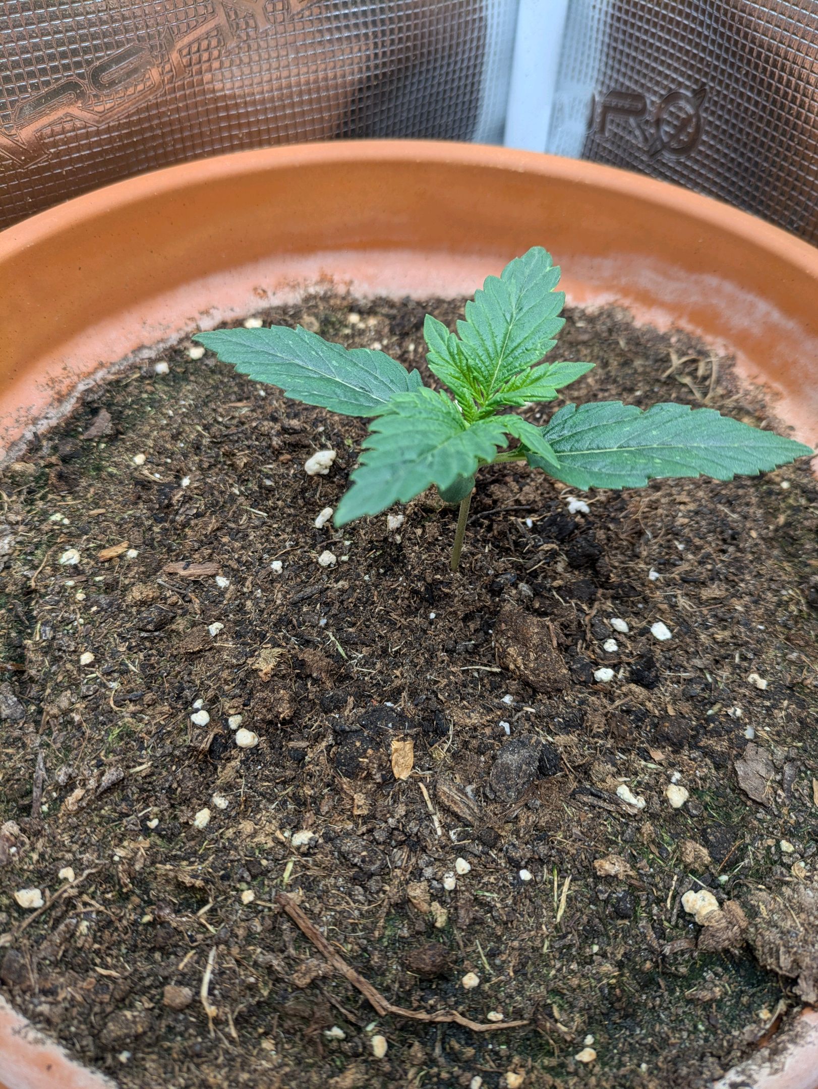 Sticky Orange XXL Automatic growlog header