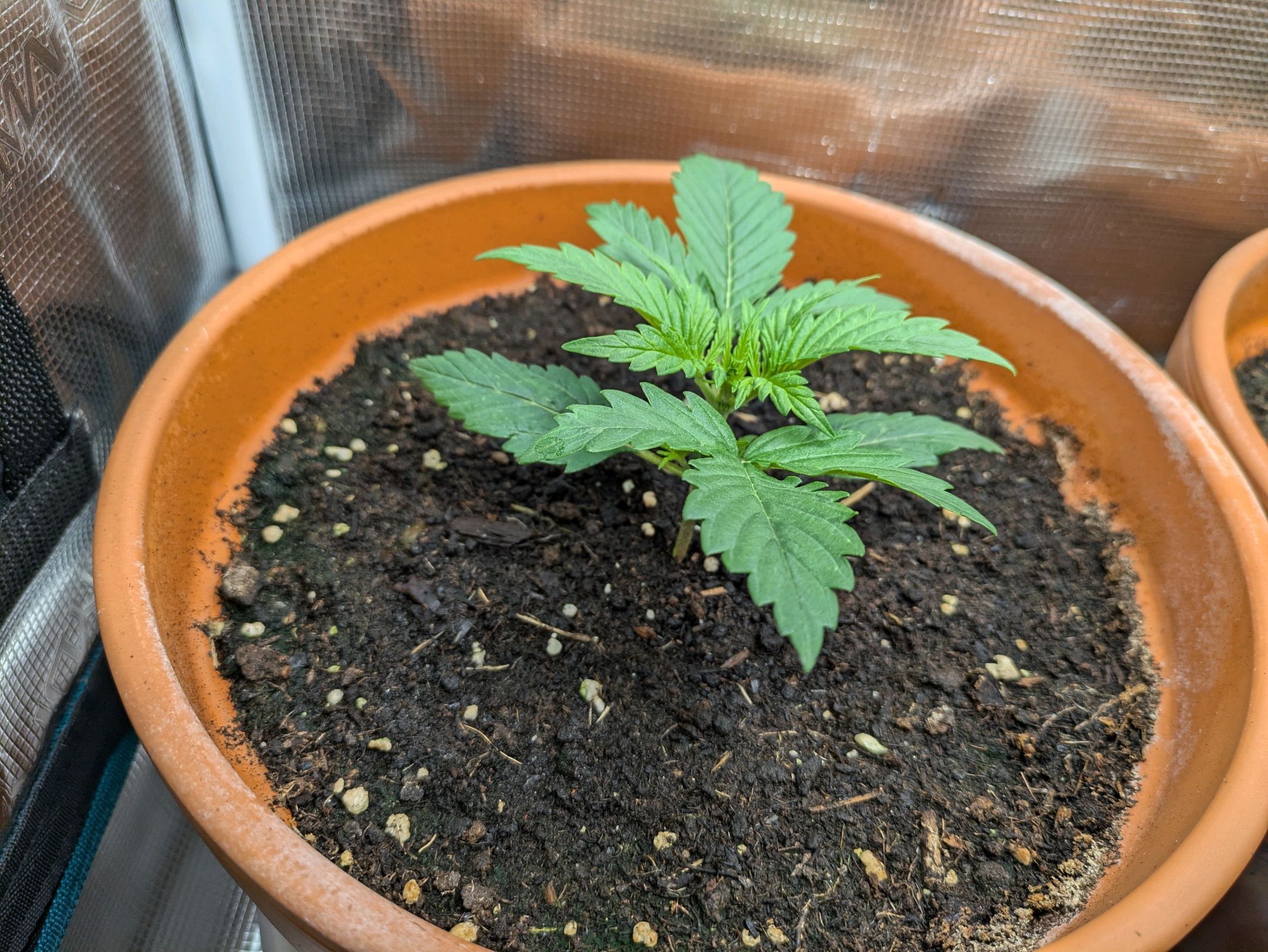 Sticky Orange XXL Automatic growlog photo 10