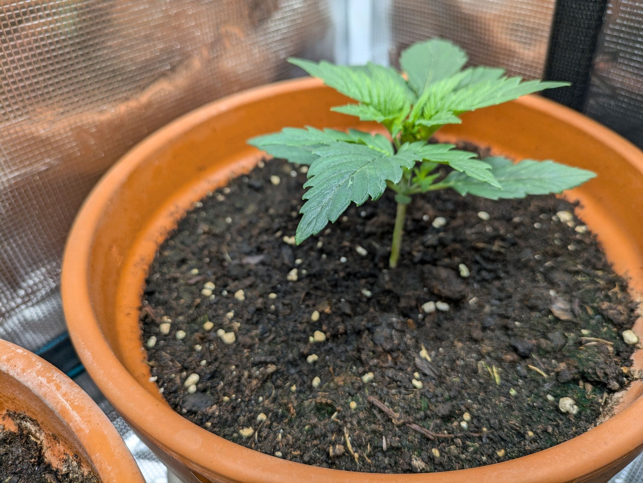 Sticky Orange XXL Automatic growlog photo 11