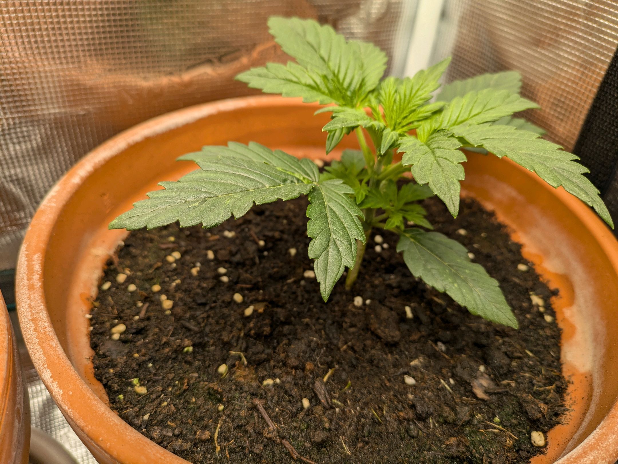 Sticky Orange XXL Automatic growlog photo 13