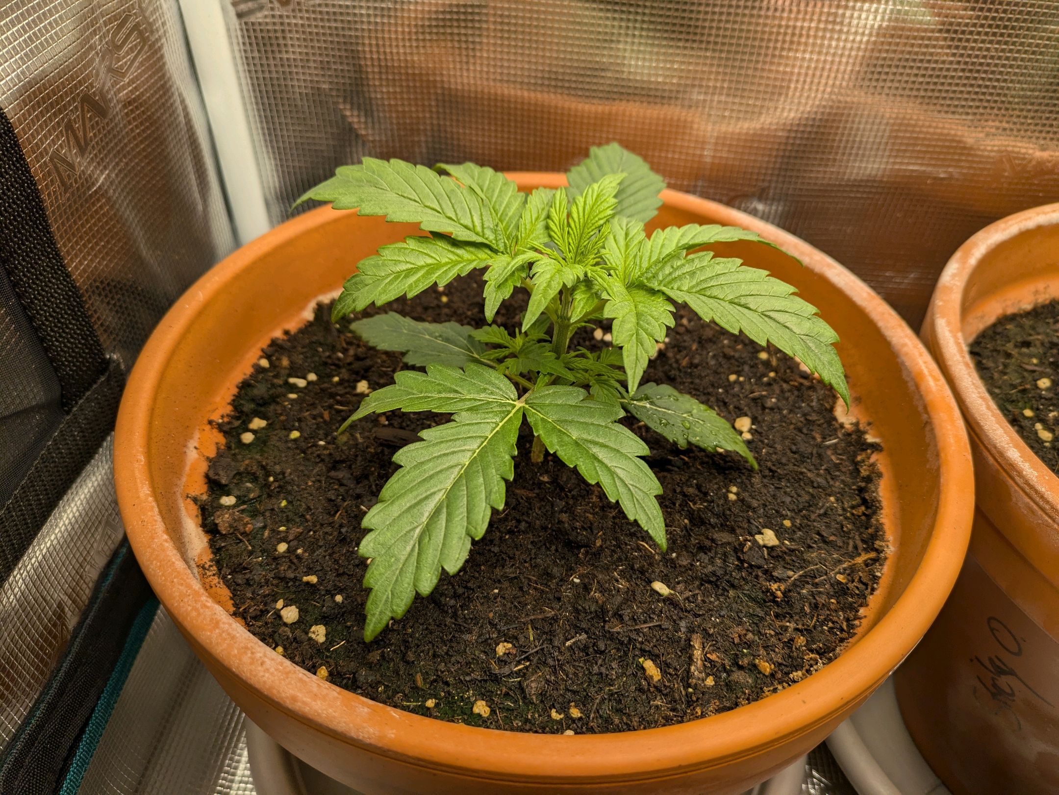 Sticky Orange XXL Automatic growlog photo 12