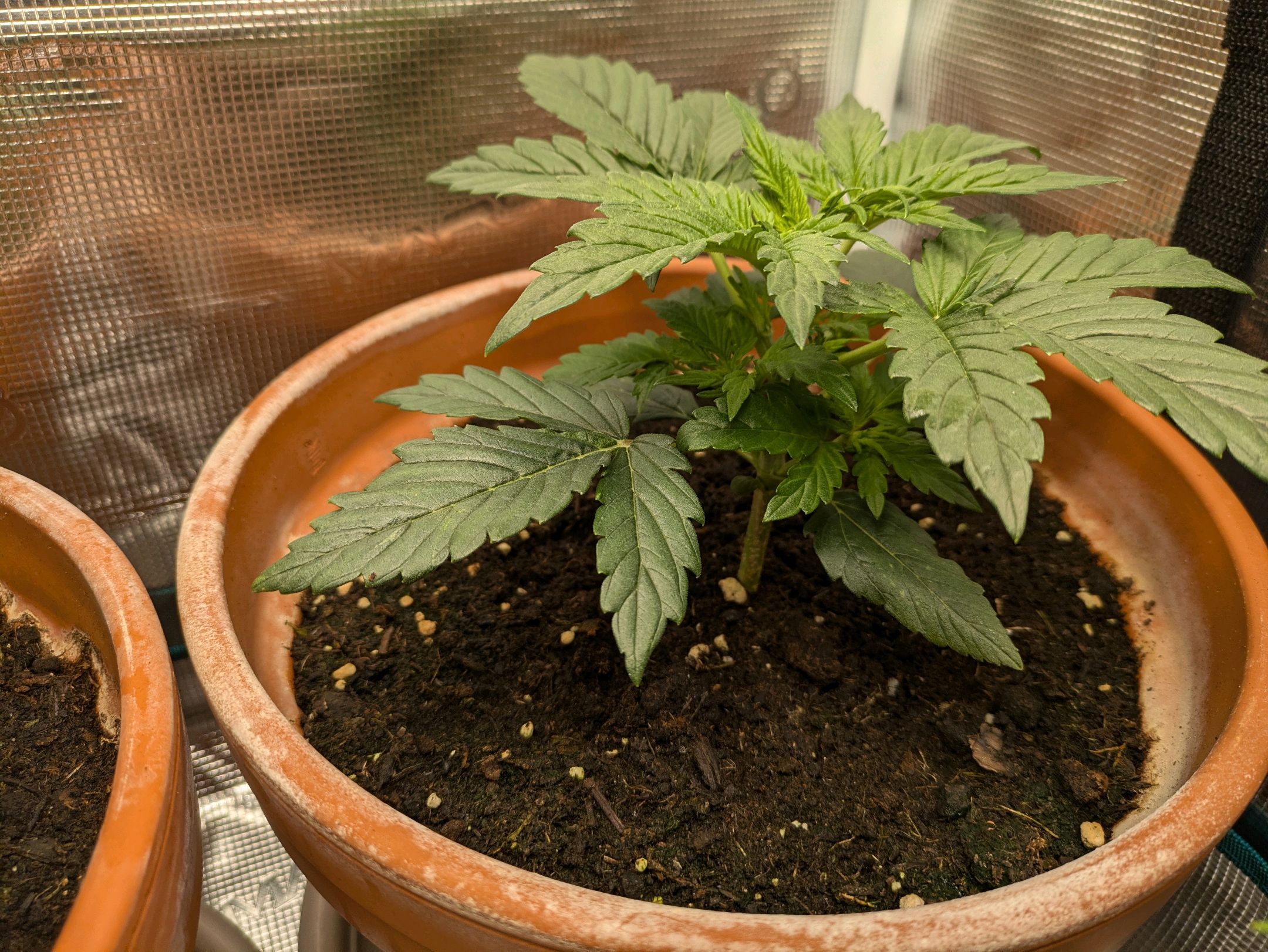 Sticky Orange XXL Automatic growlog photo 14