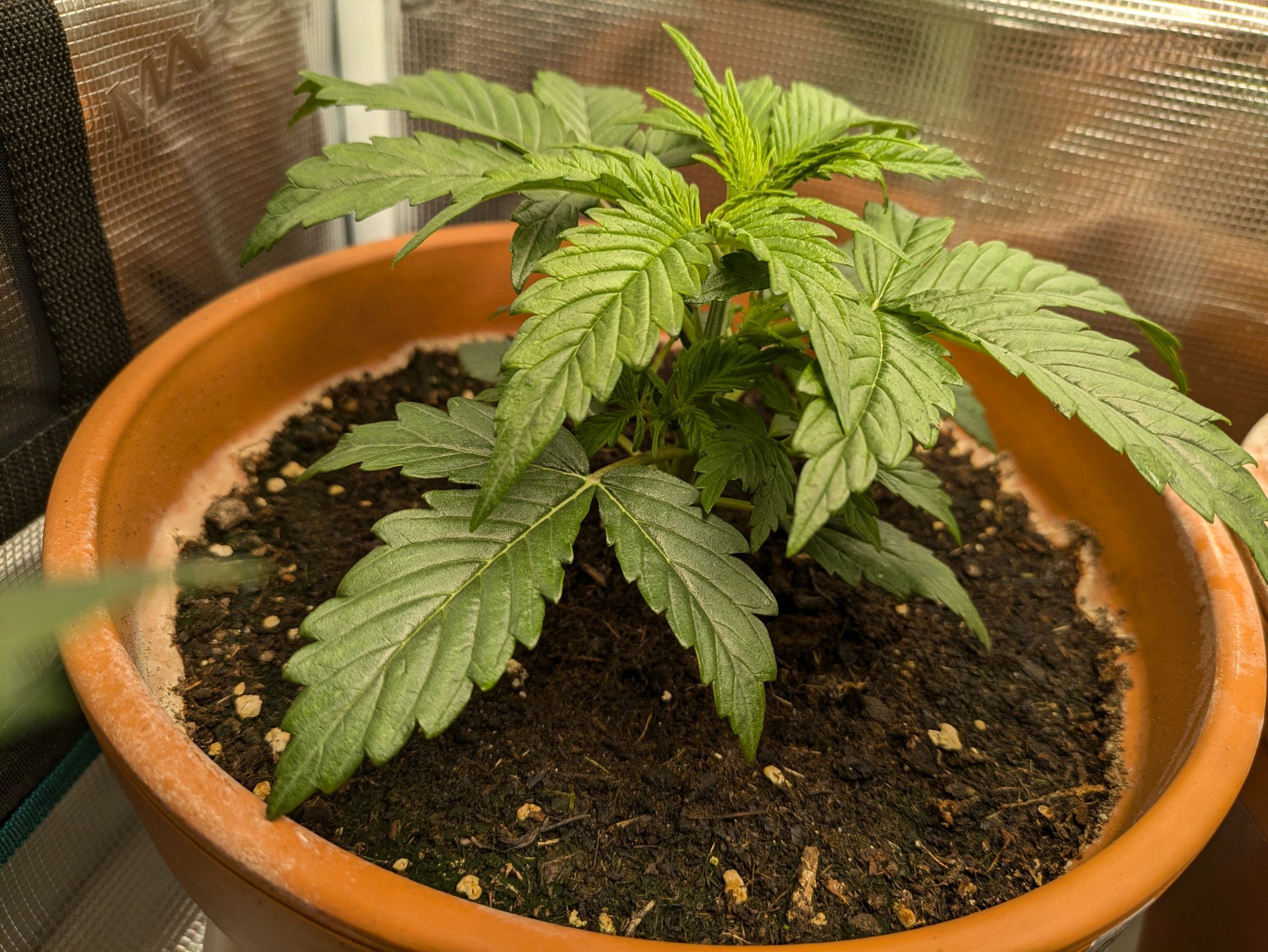 Sticky Orange XXL Automatic growlog photo 15