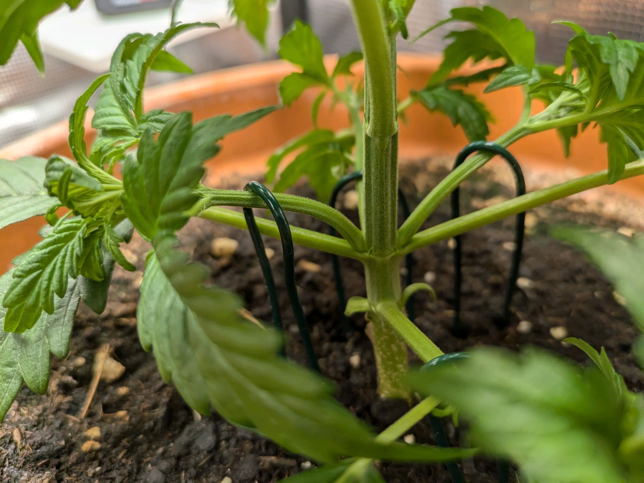 Sticky Orange XXL Automatic growlog photo 16