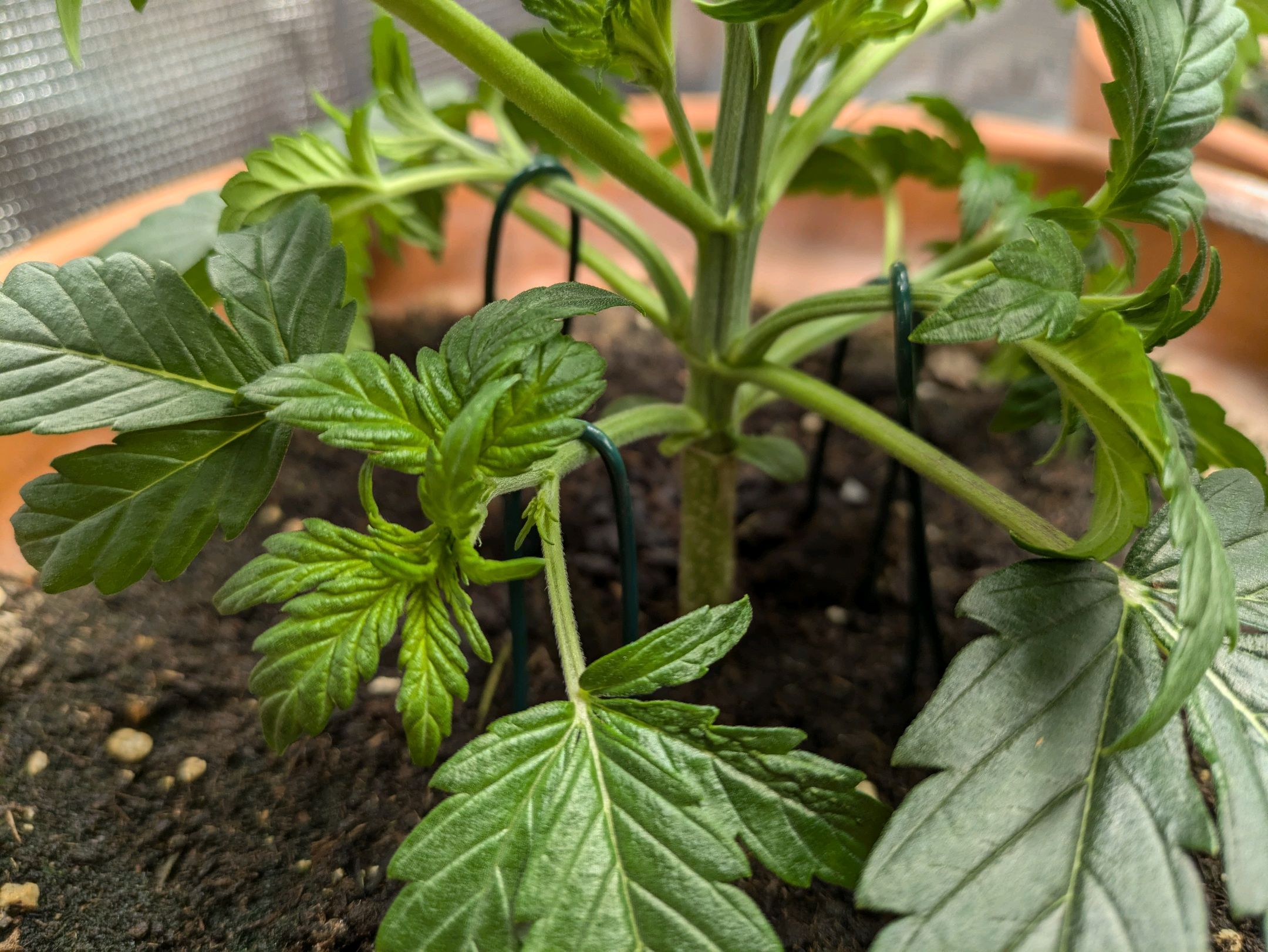 Sticky Orange XXL Automatic growlog photo 17