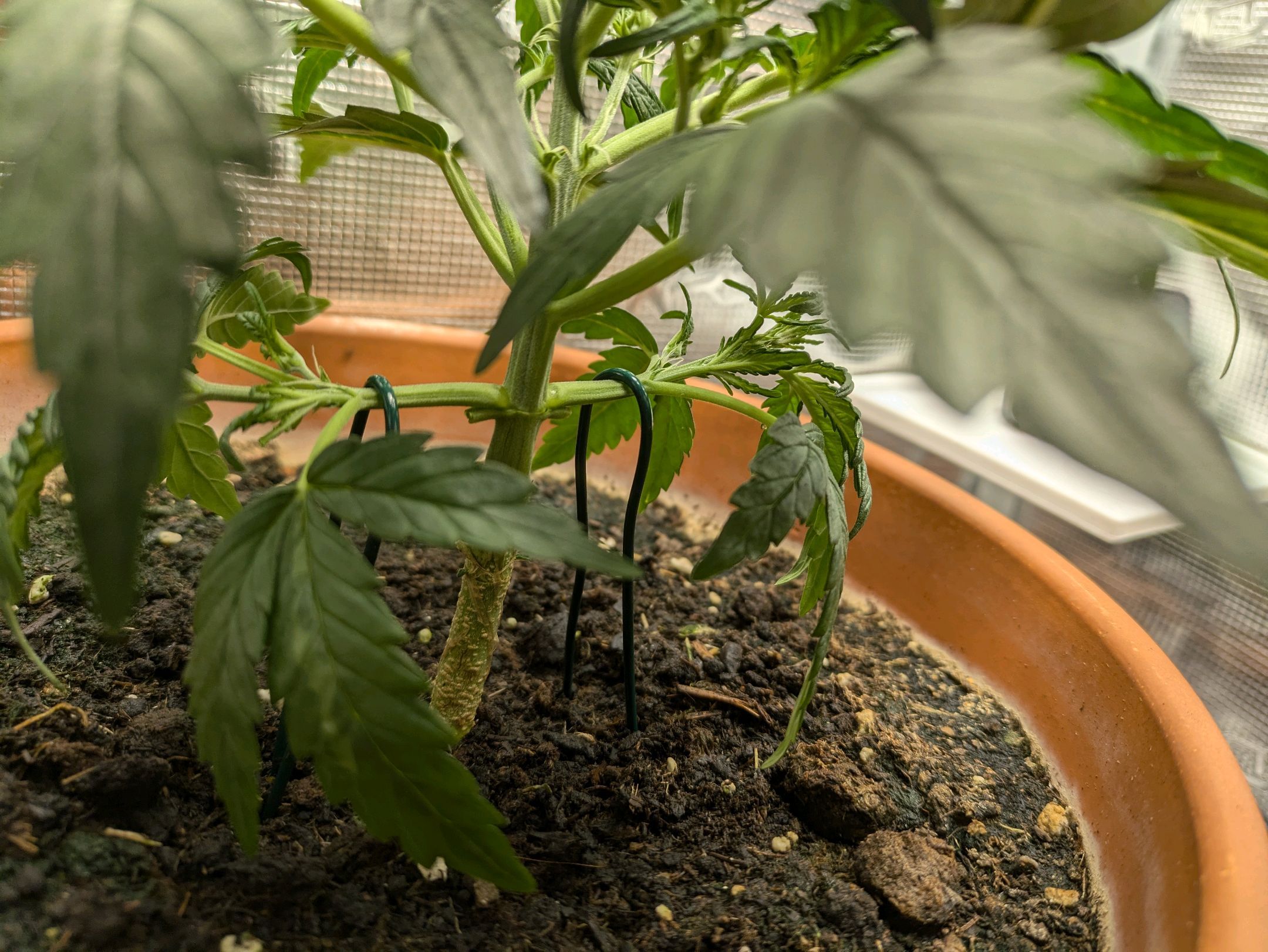 Sticky Orange XXL Automatic growlog photo 18