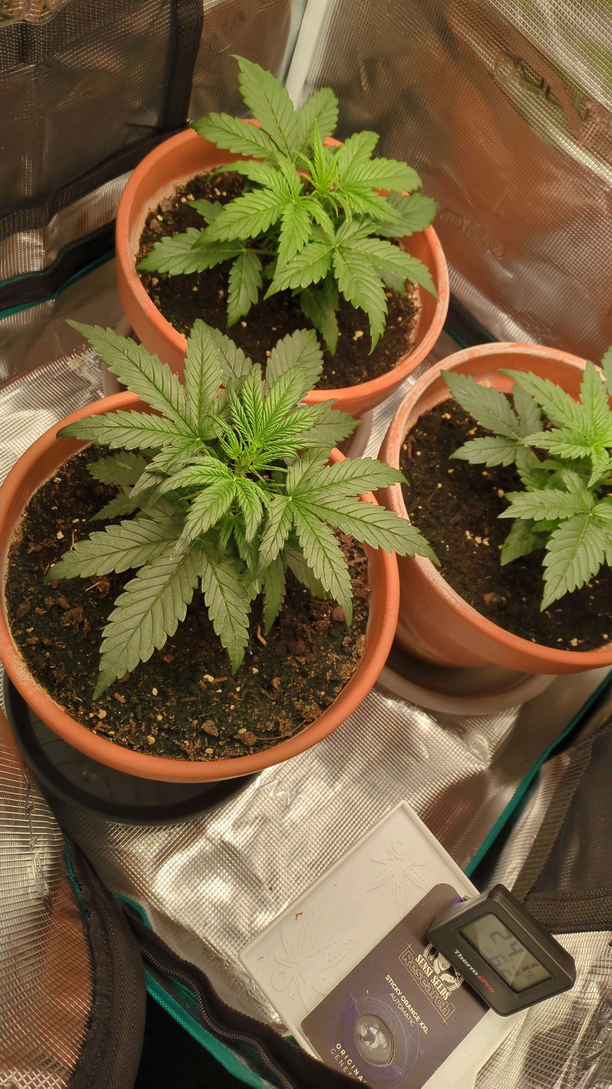 Sticky Orange XXL Automatic growlog photo 19