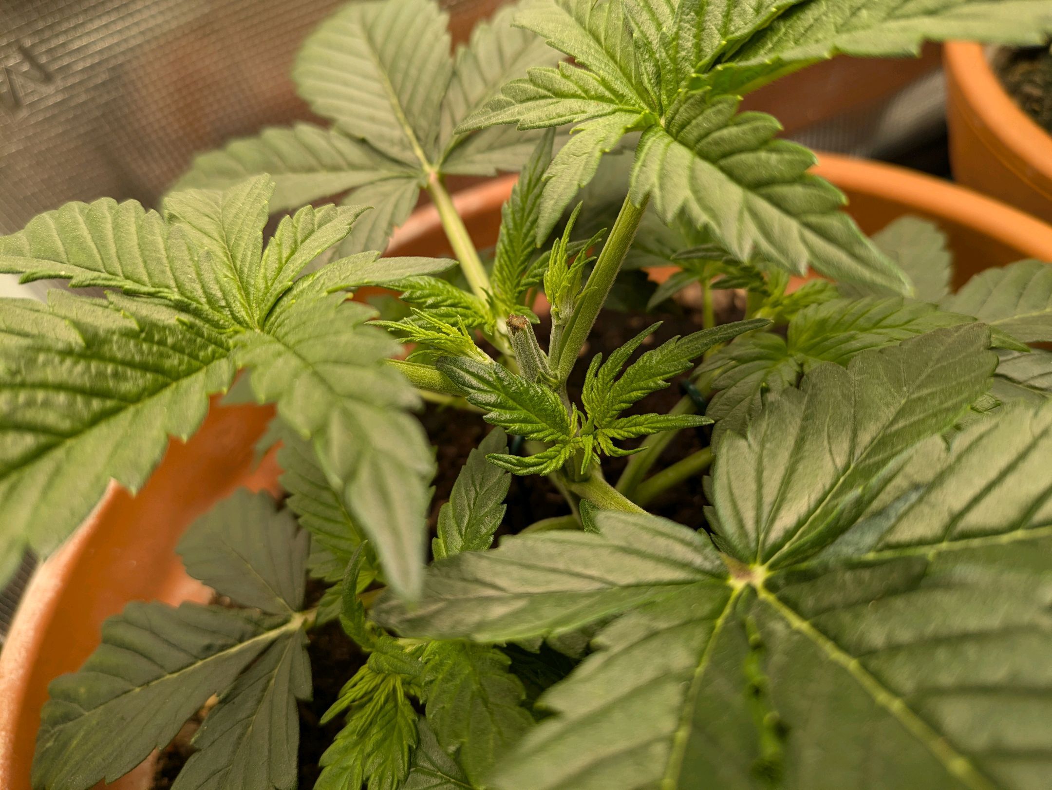 Sticky Orange XXL Automatic growlog photo 20