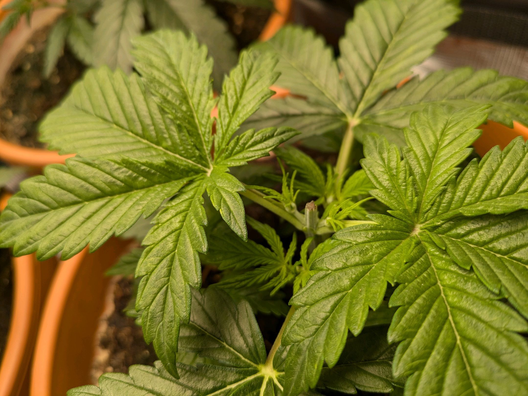 Sticky Orange XXL Automatic growlog photo 22