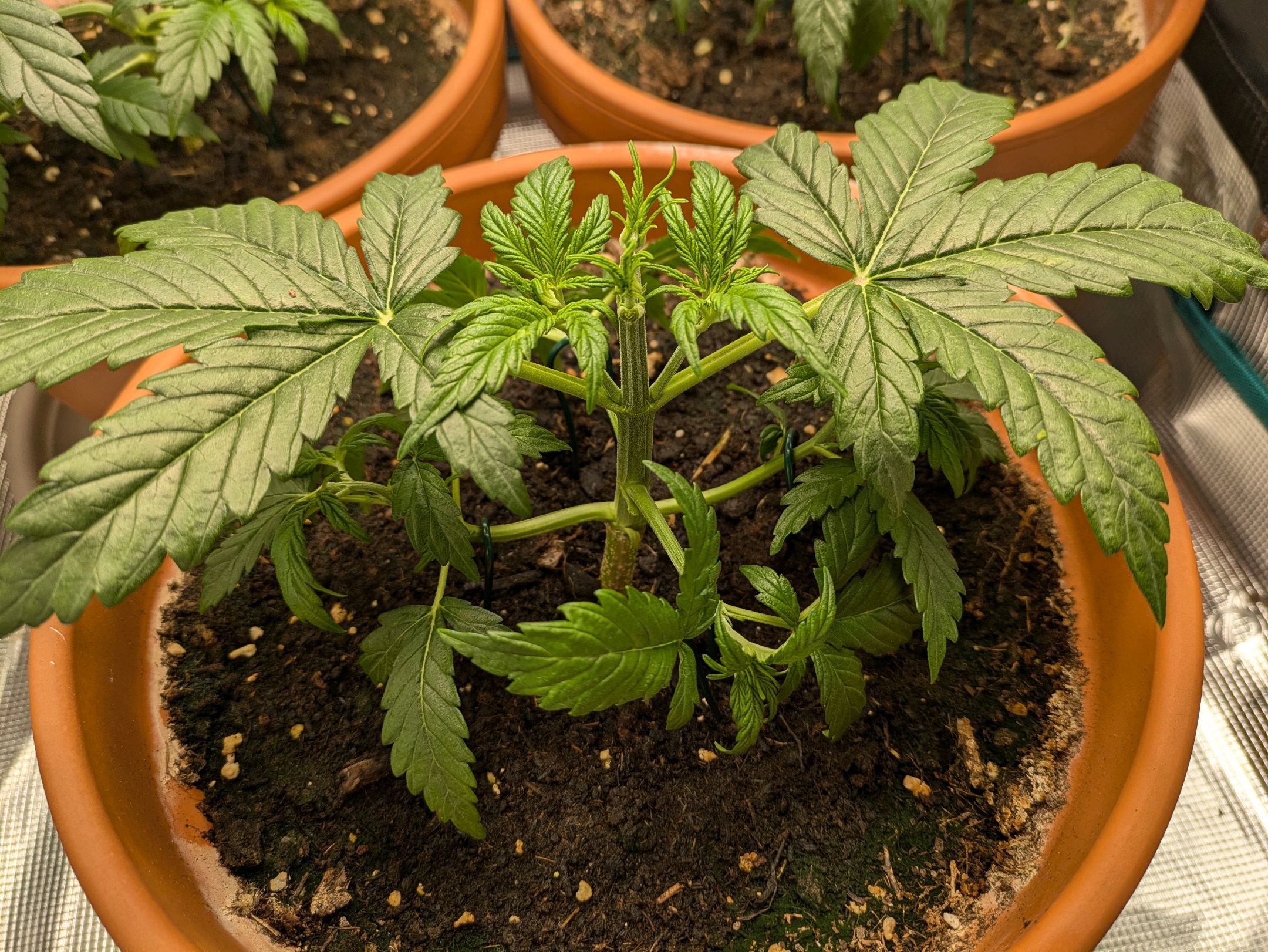 Sticky Orange XXL Automatic growlog photo 21