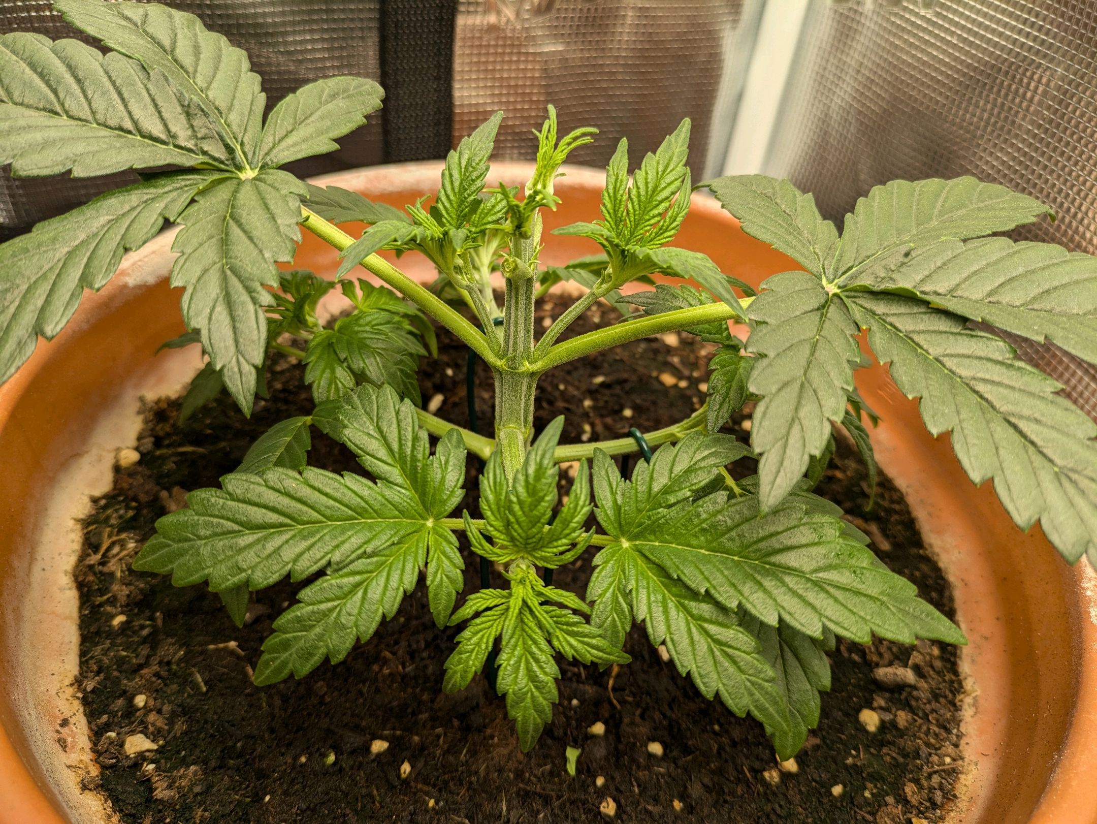 Sticky Orange XXL Automatic growlog photo 23