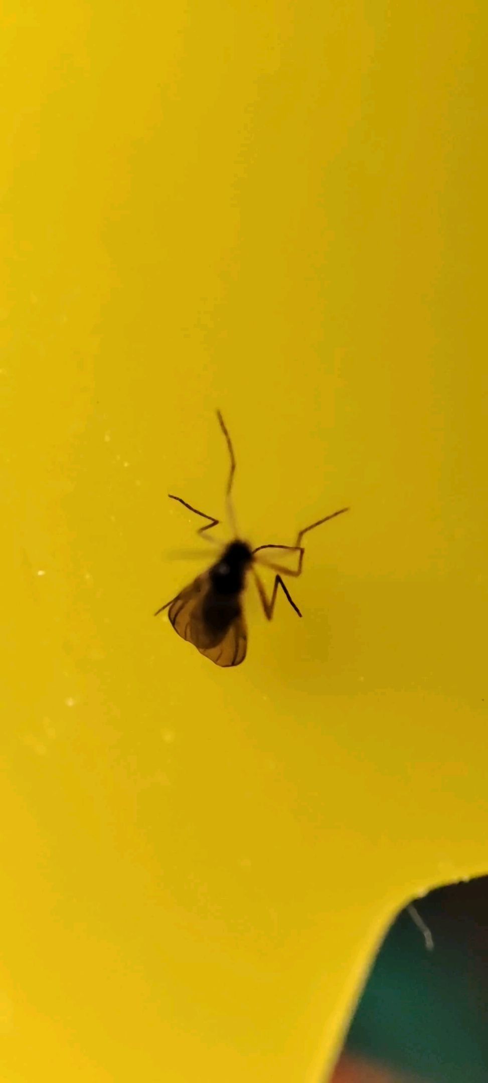 Sticky Orange XXL Automatic growlog photo 26