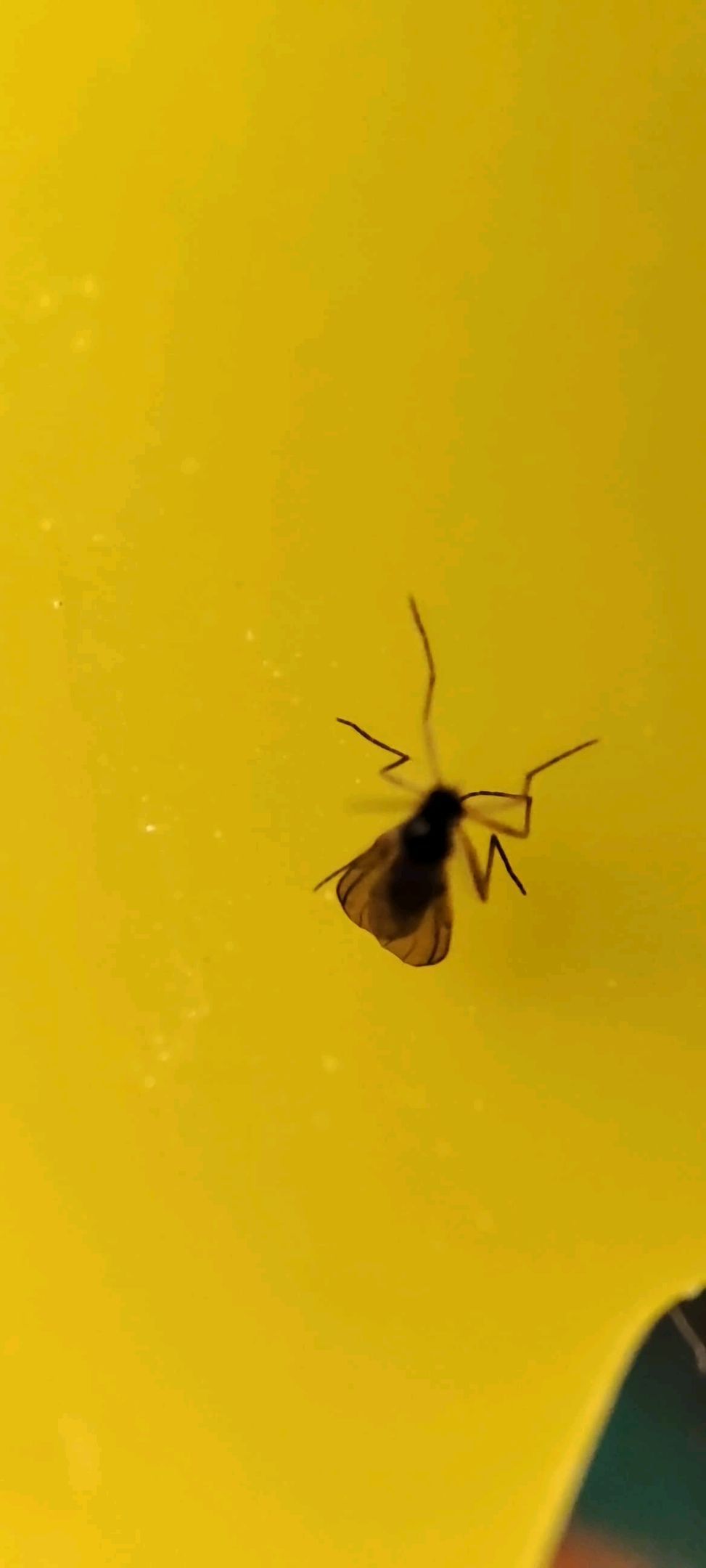 Sticky Orange XXL Automatic growlog photo 28