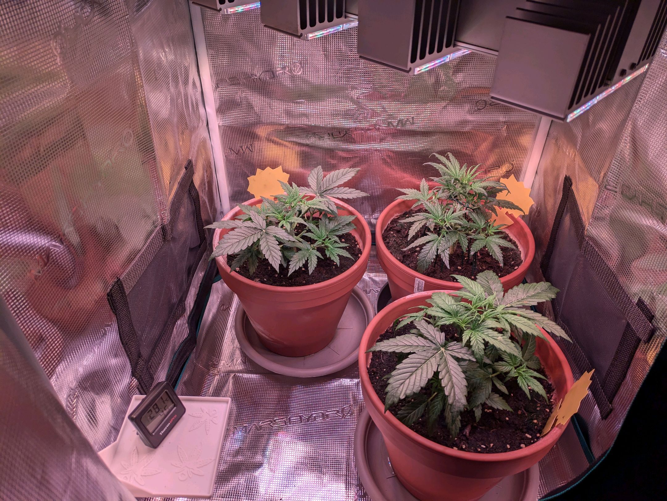 Sticky Orange XXL Automatic growlog photo 25