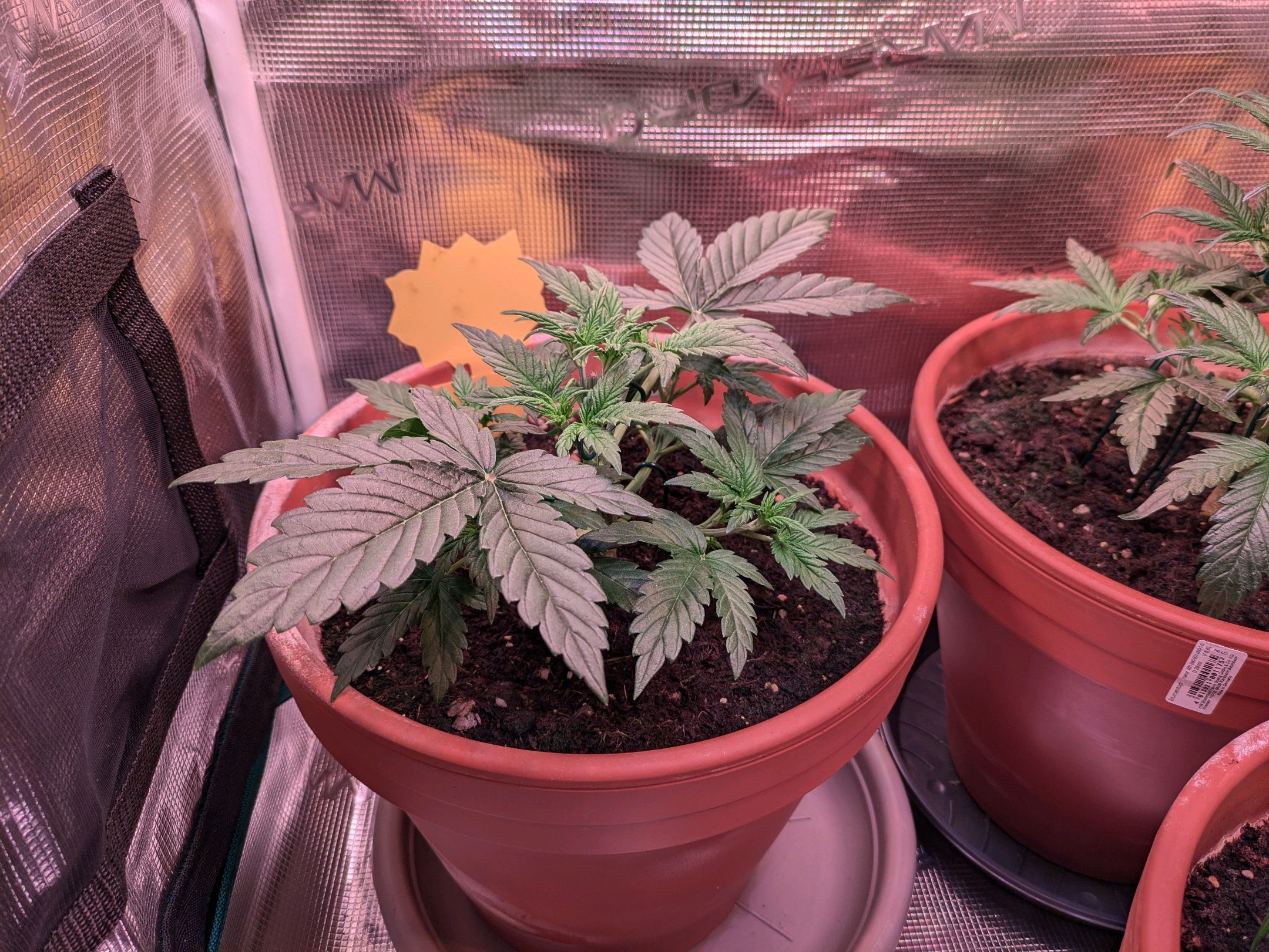 Sticky Orange XXL Automatic growlog photo 24