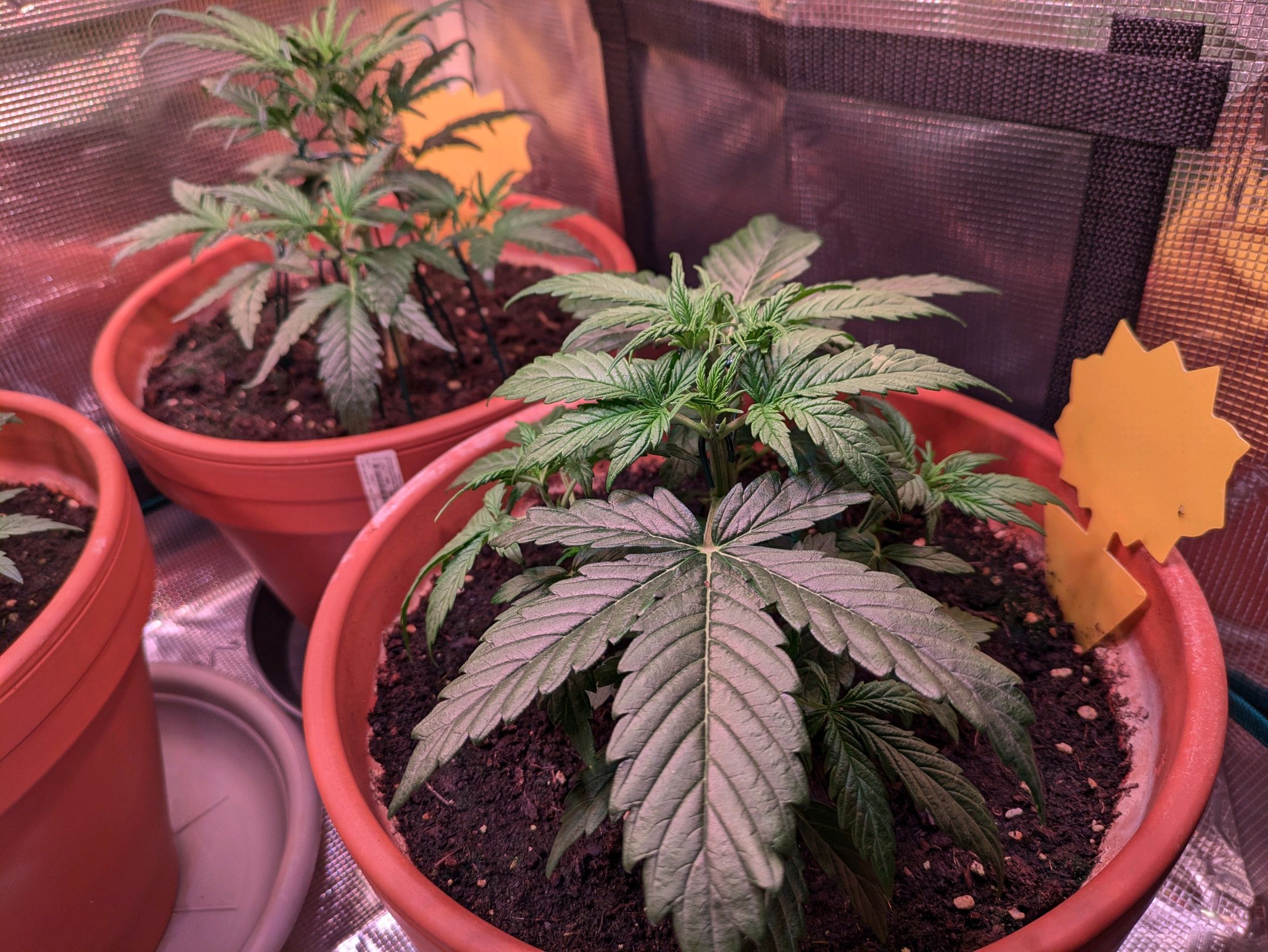 Sticky Orange XXL Automatic growlog photo 27
