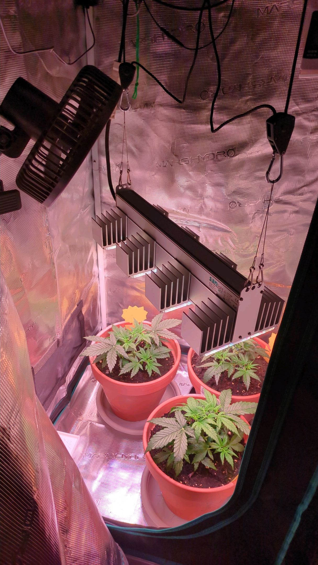 Sticky Orange XXL Automatic growlog photo 29