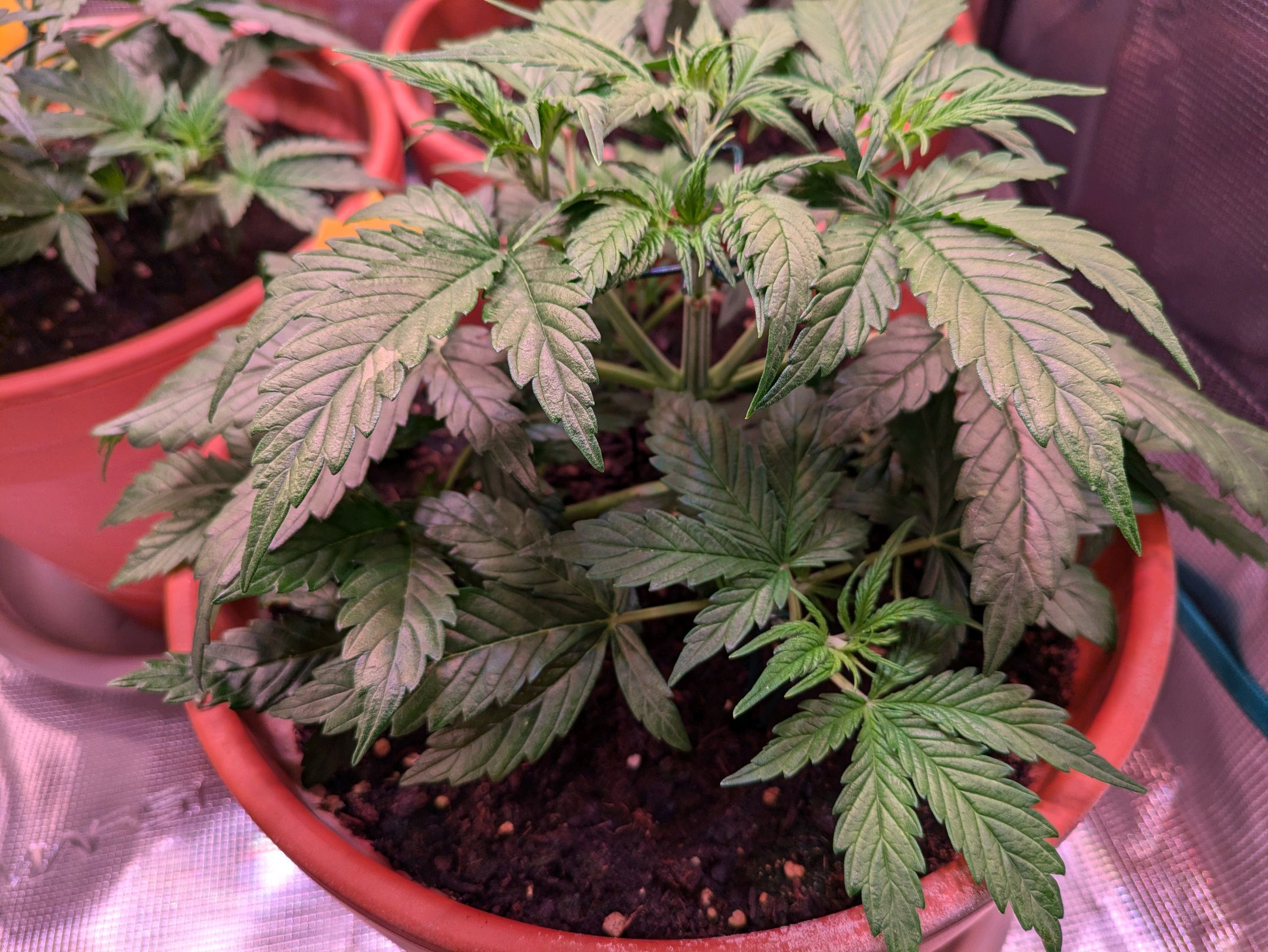 Sticky Orange XXL Automatic growlog photo 30