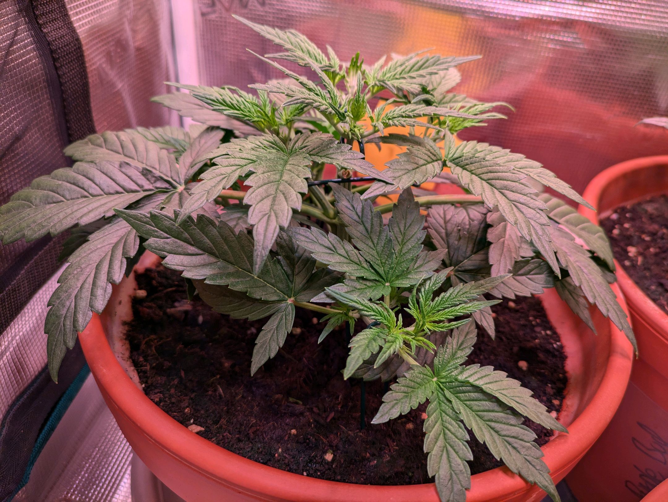 Sticky Orange XXL Automatic growlog photo 31