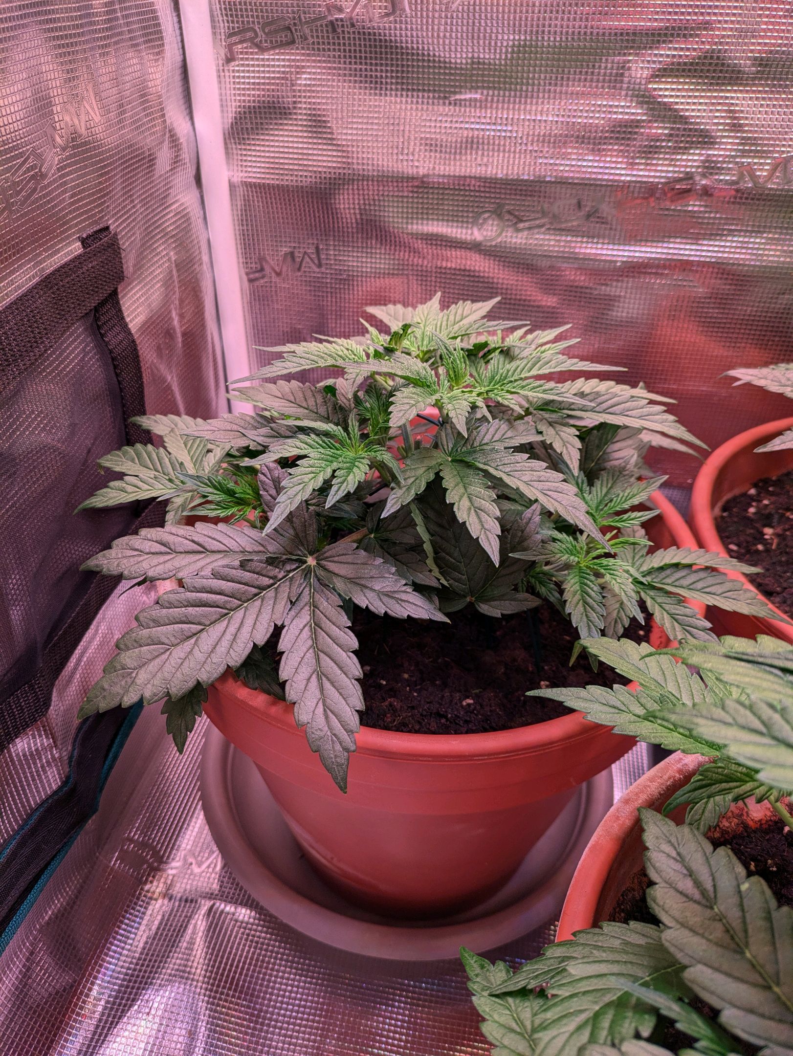 Sticky Orange XXL Automatic growlog photo 32