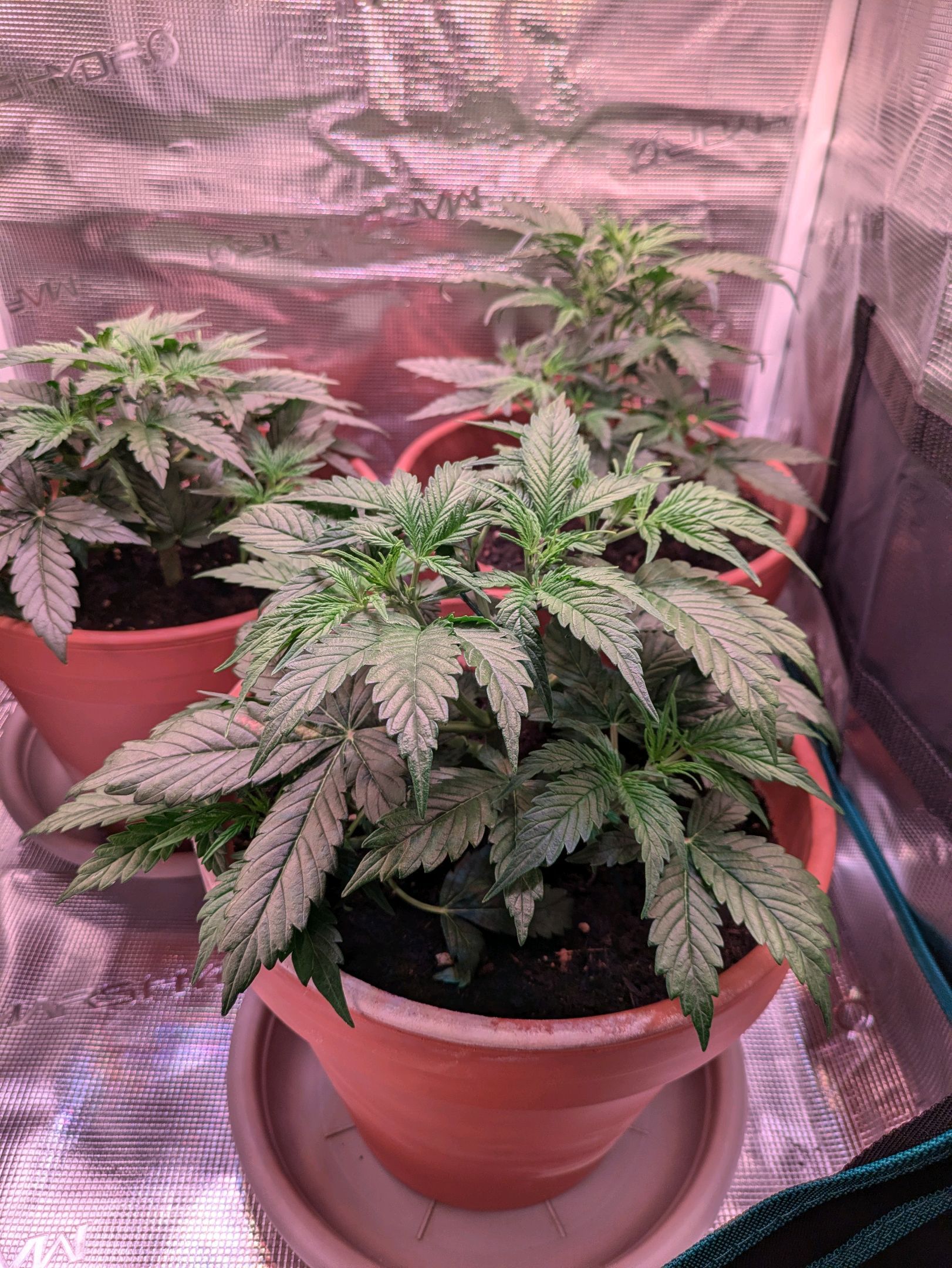 Sticky Orange XXL Automatic growlog photo 33