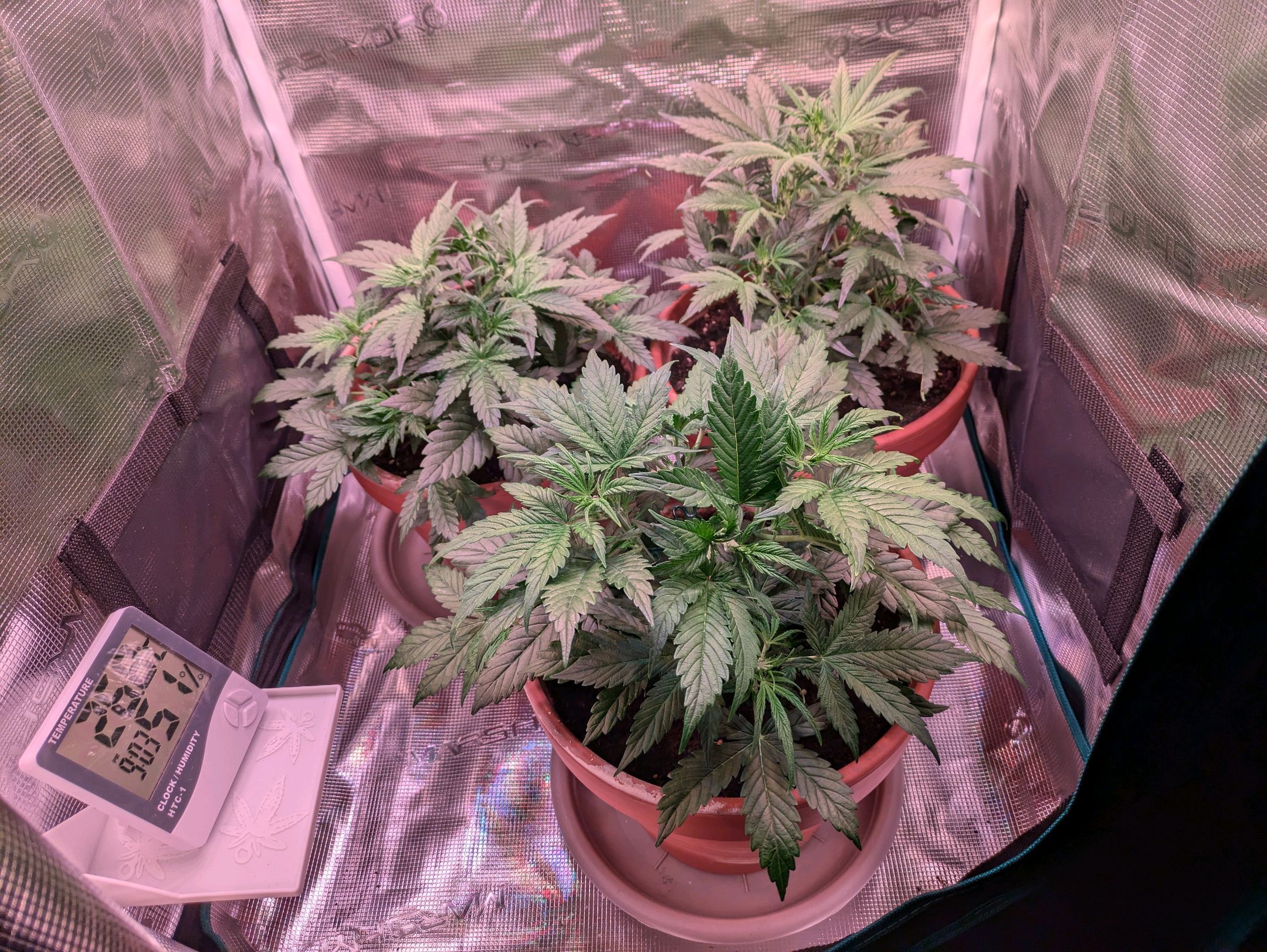 Sticky Orange XXL Automatic growlog photo 36