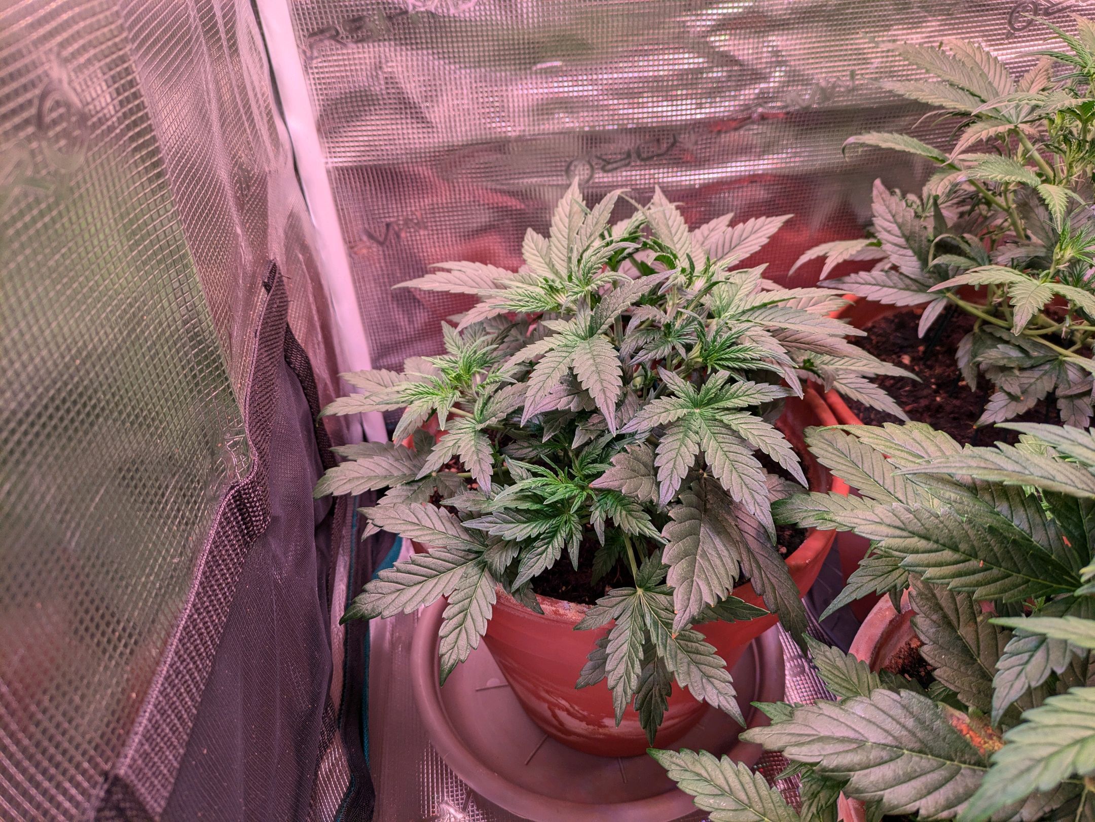 Sticky Orange XXL Automatic growlog photo 35