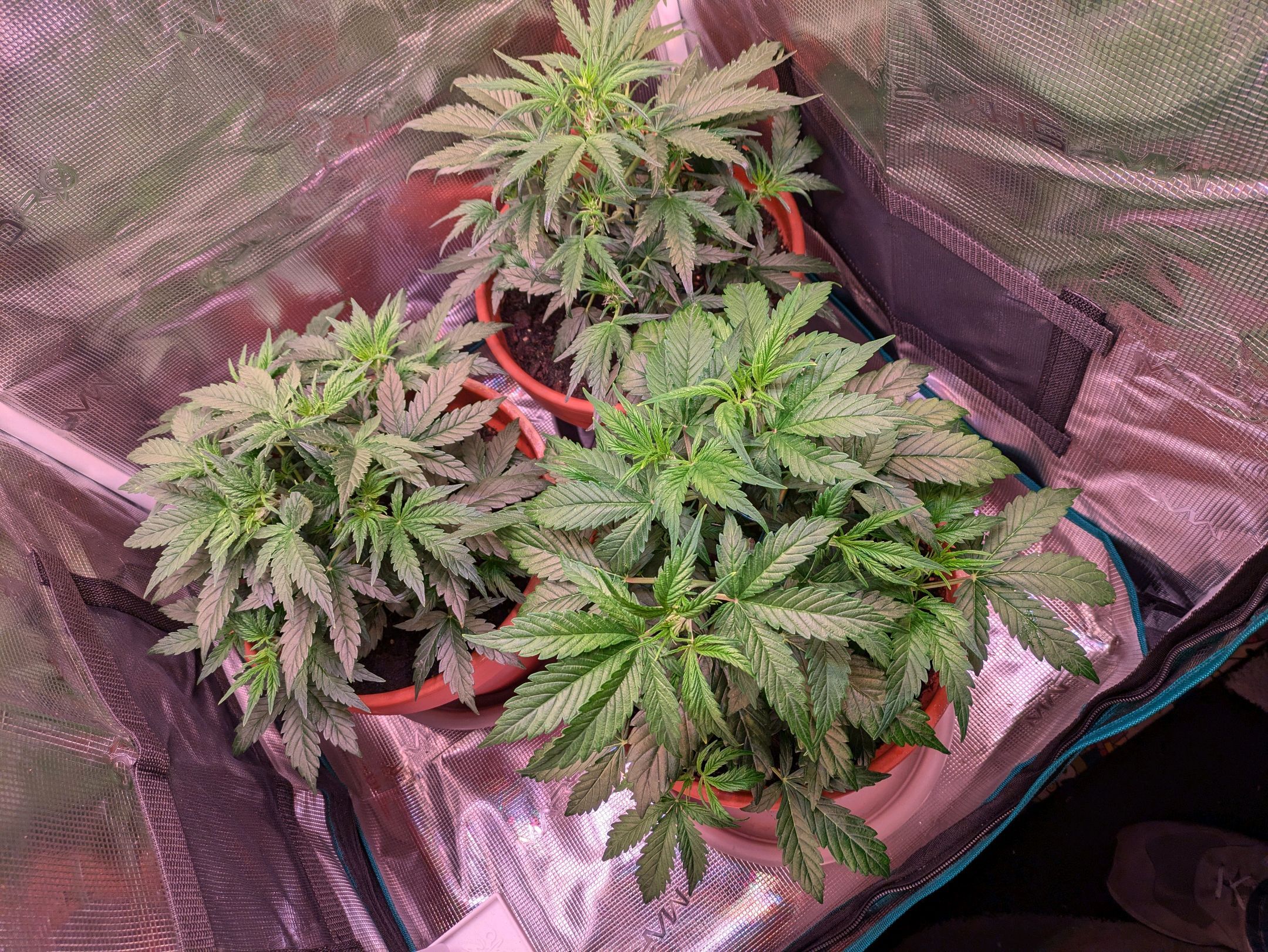 Sticky Orange XXL Automatic growlog photo 38