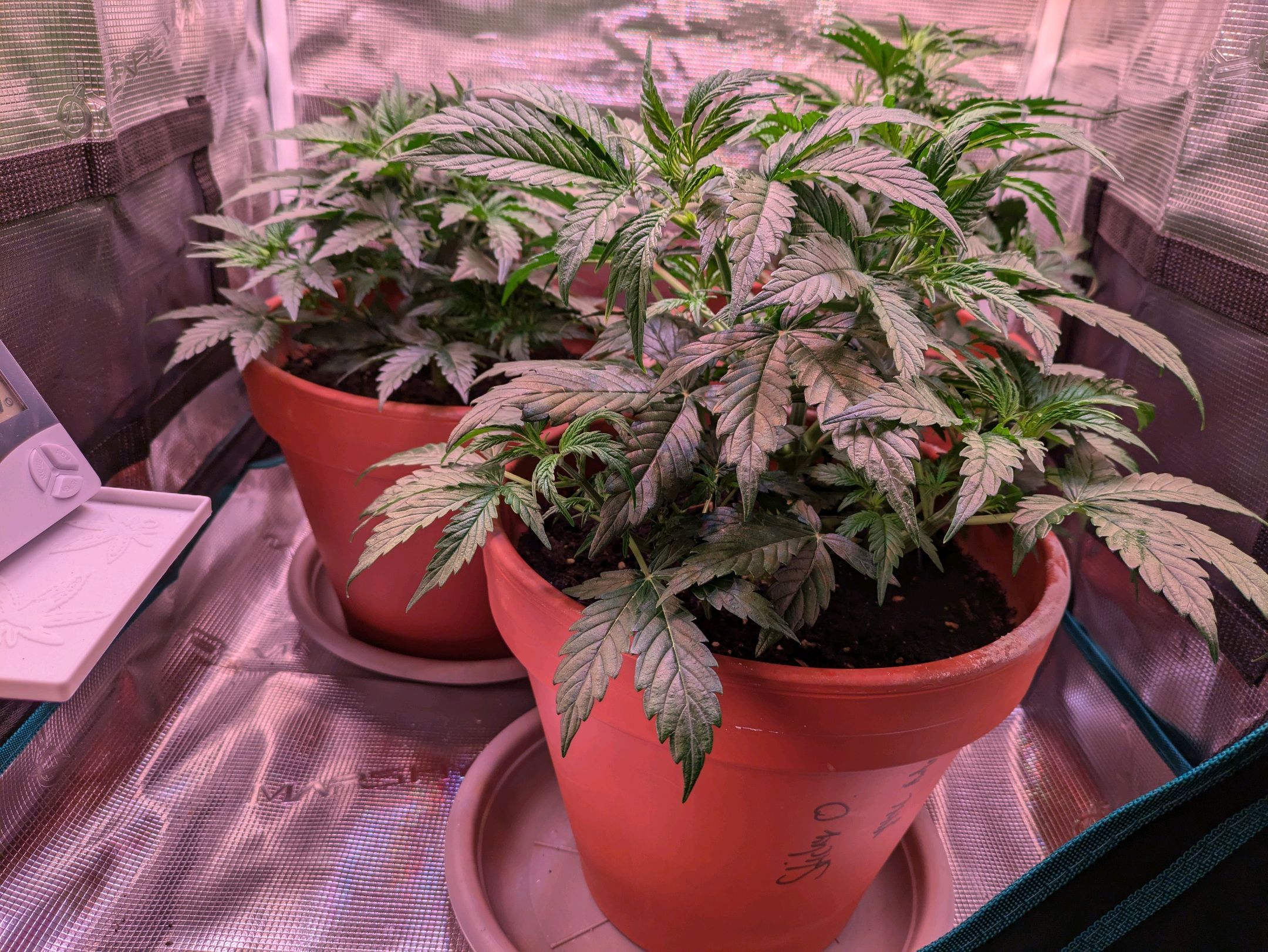 Sticky Orange XXL Automatic growlog photo 37