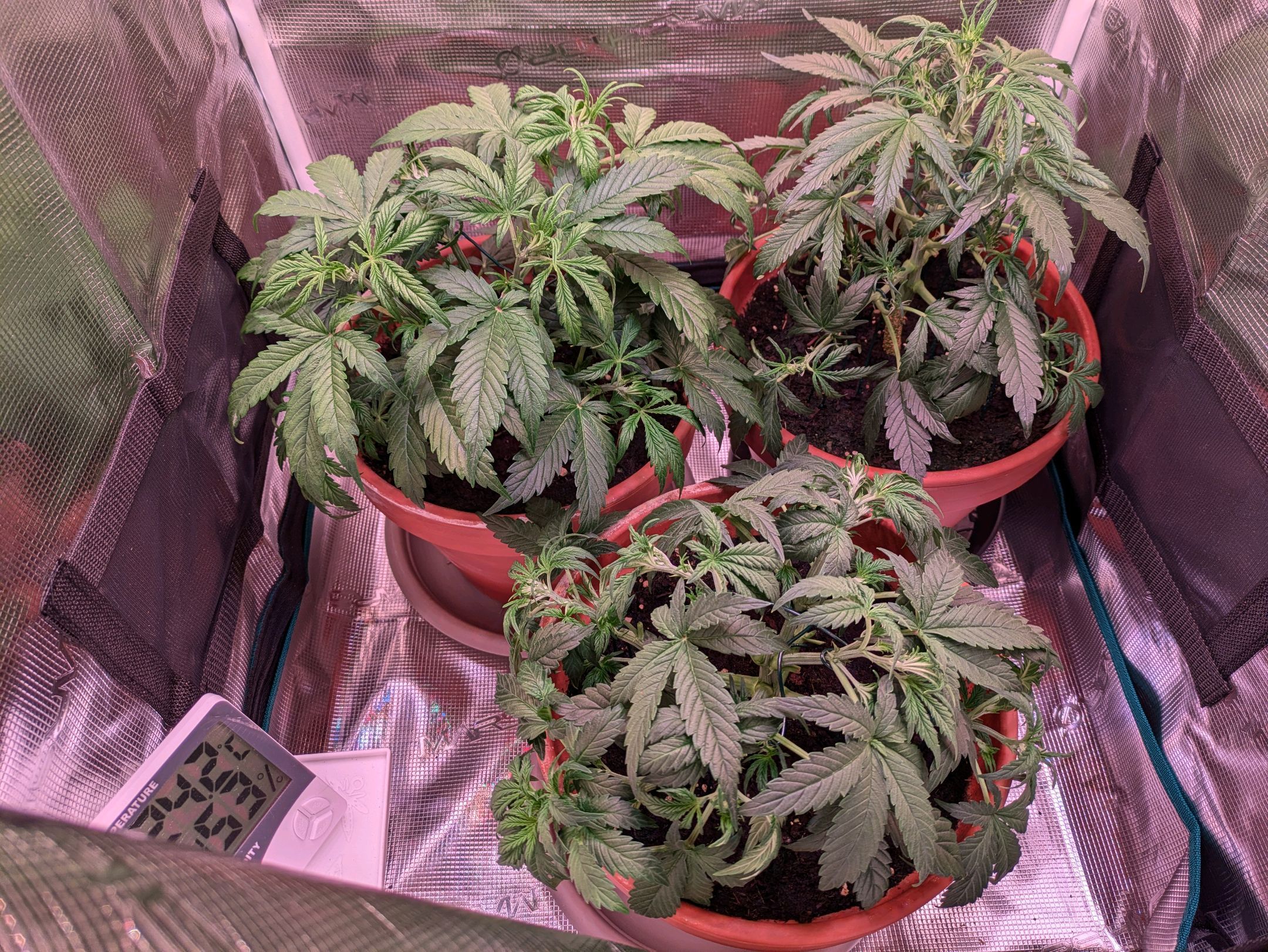 Sticky Orange XXL Automatic growlog photo 39