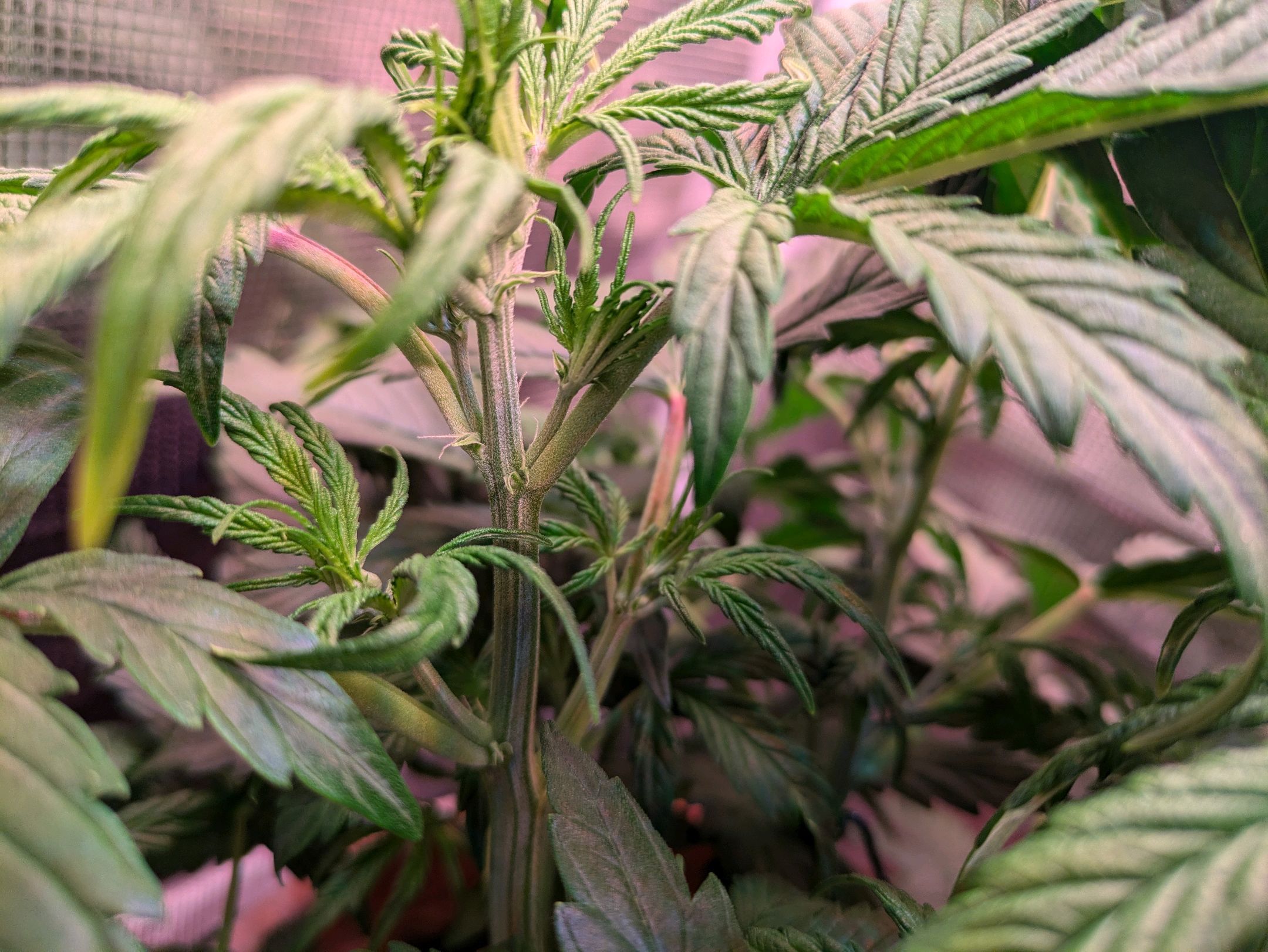 Sticky Orange XXL Automatic growlog photo 40