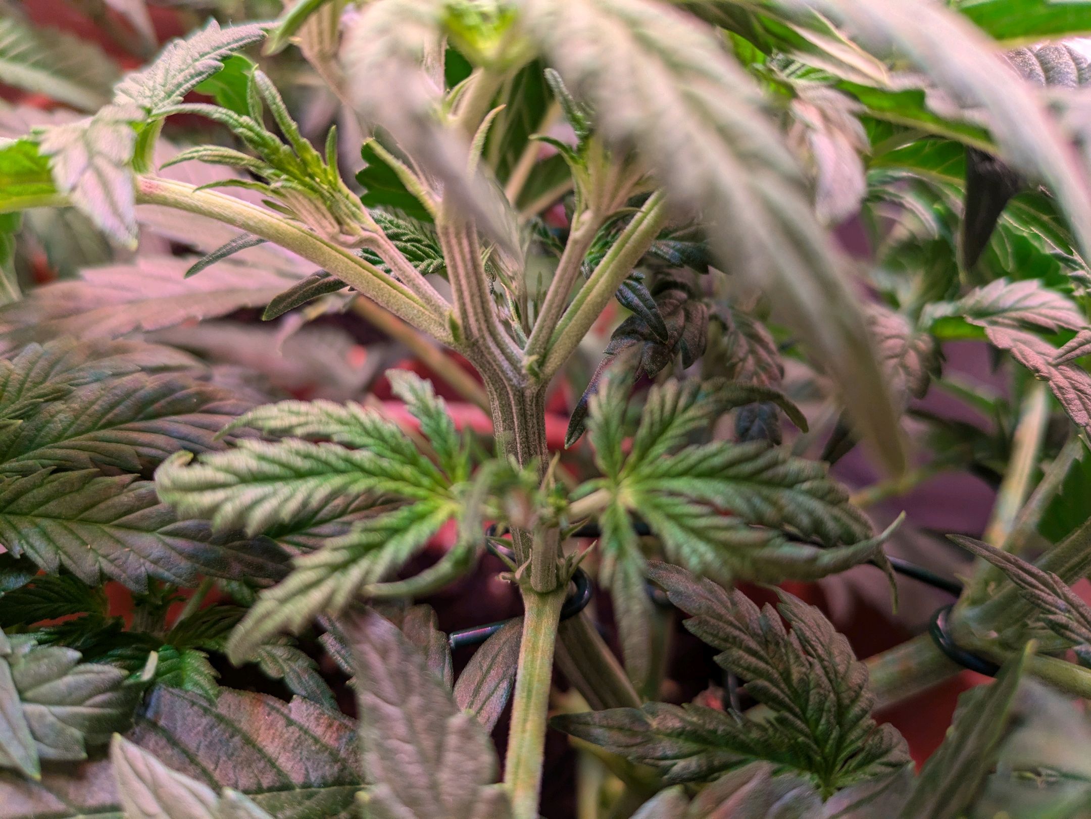 Sticky Orange XXL Automatic growlog photo 41