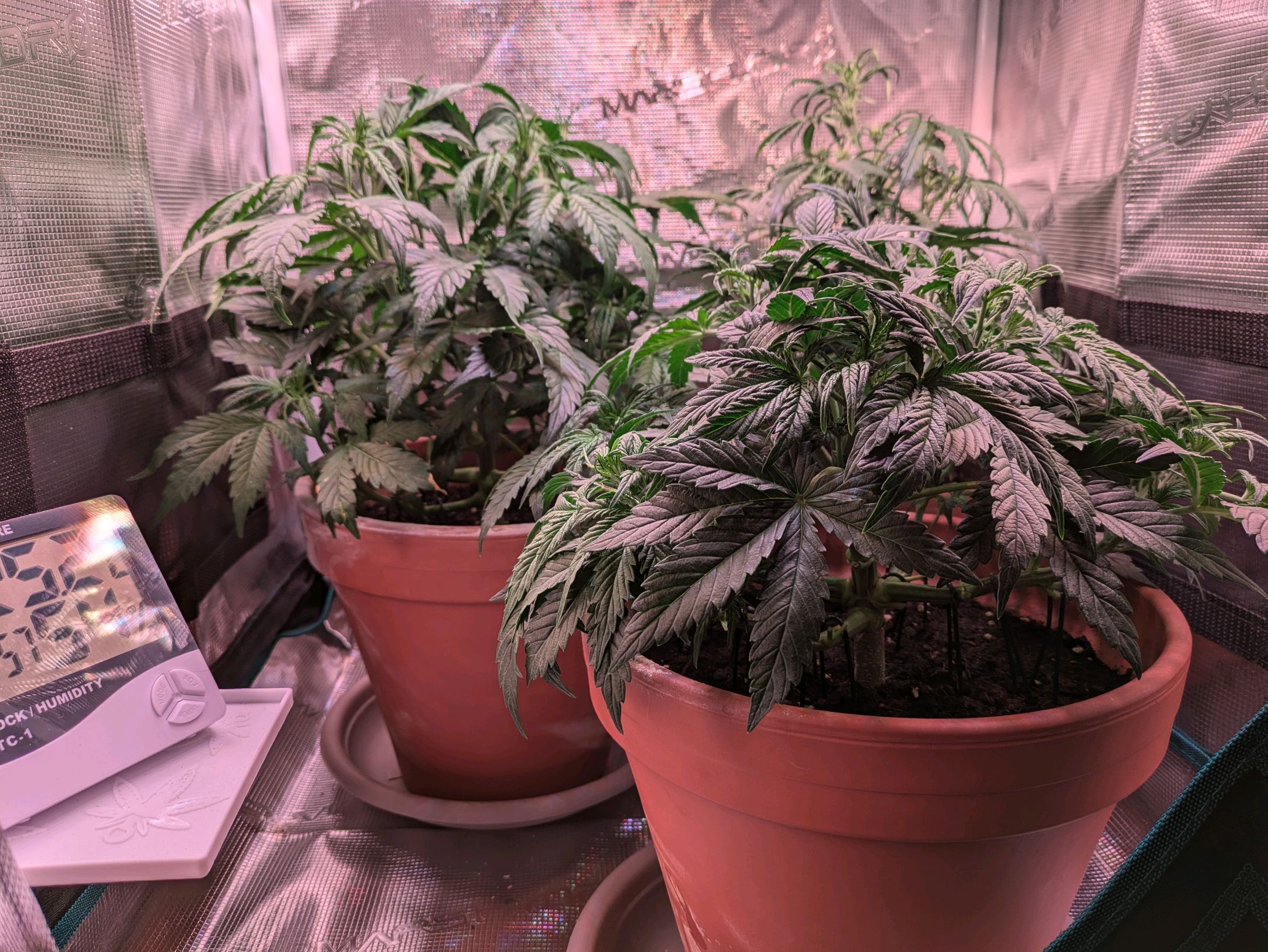 Sticky Orange XXL Automatic growlog photo 42